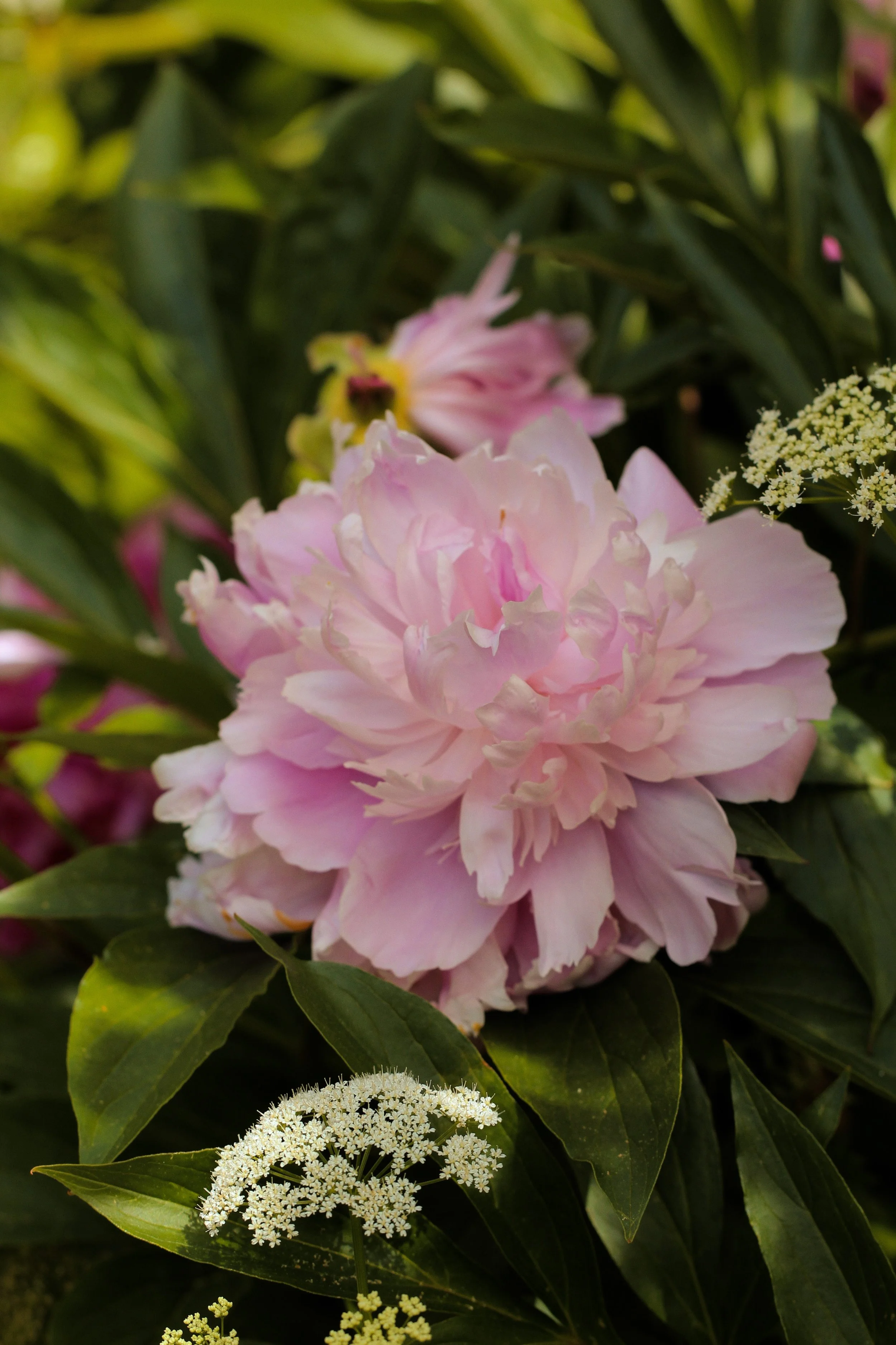 IMG_8135_polarr.JPEG