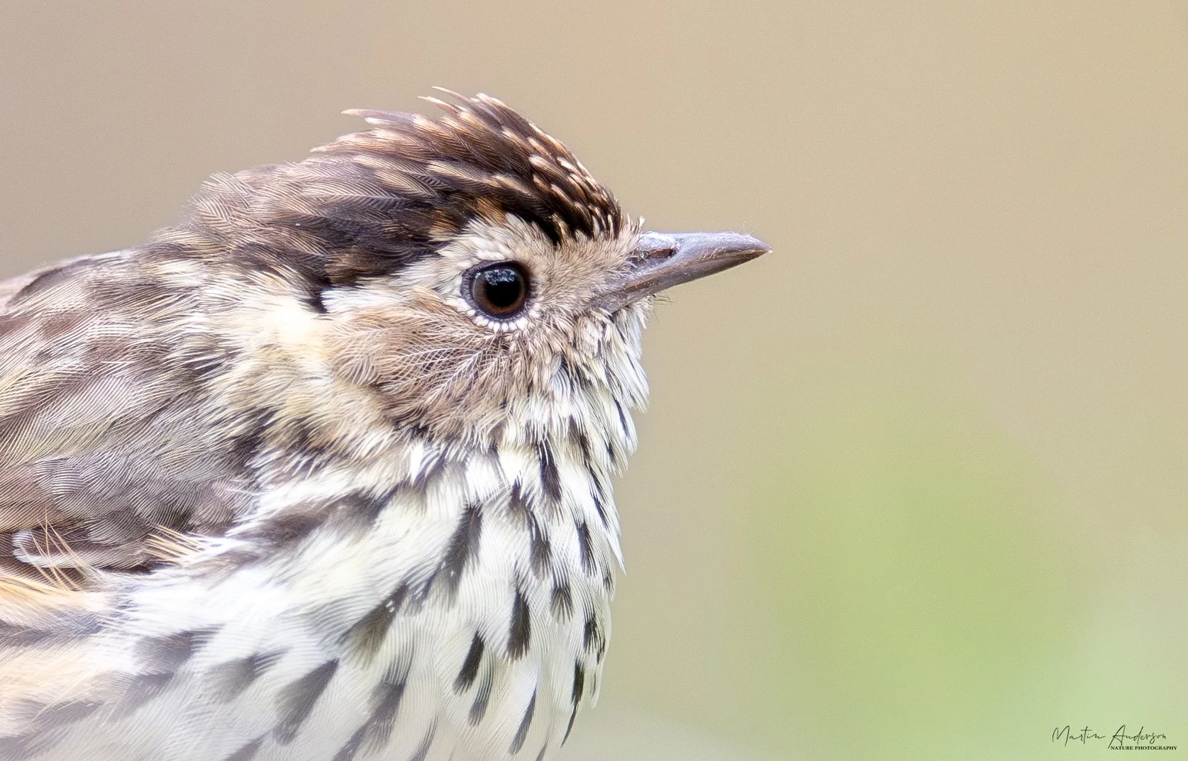 Speckled Warbler while birding at Capertee Valley west of Sydney on a clickaburra birding tour.