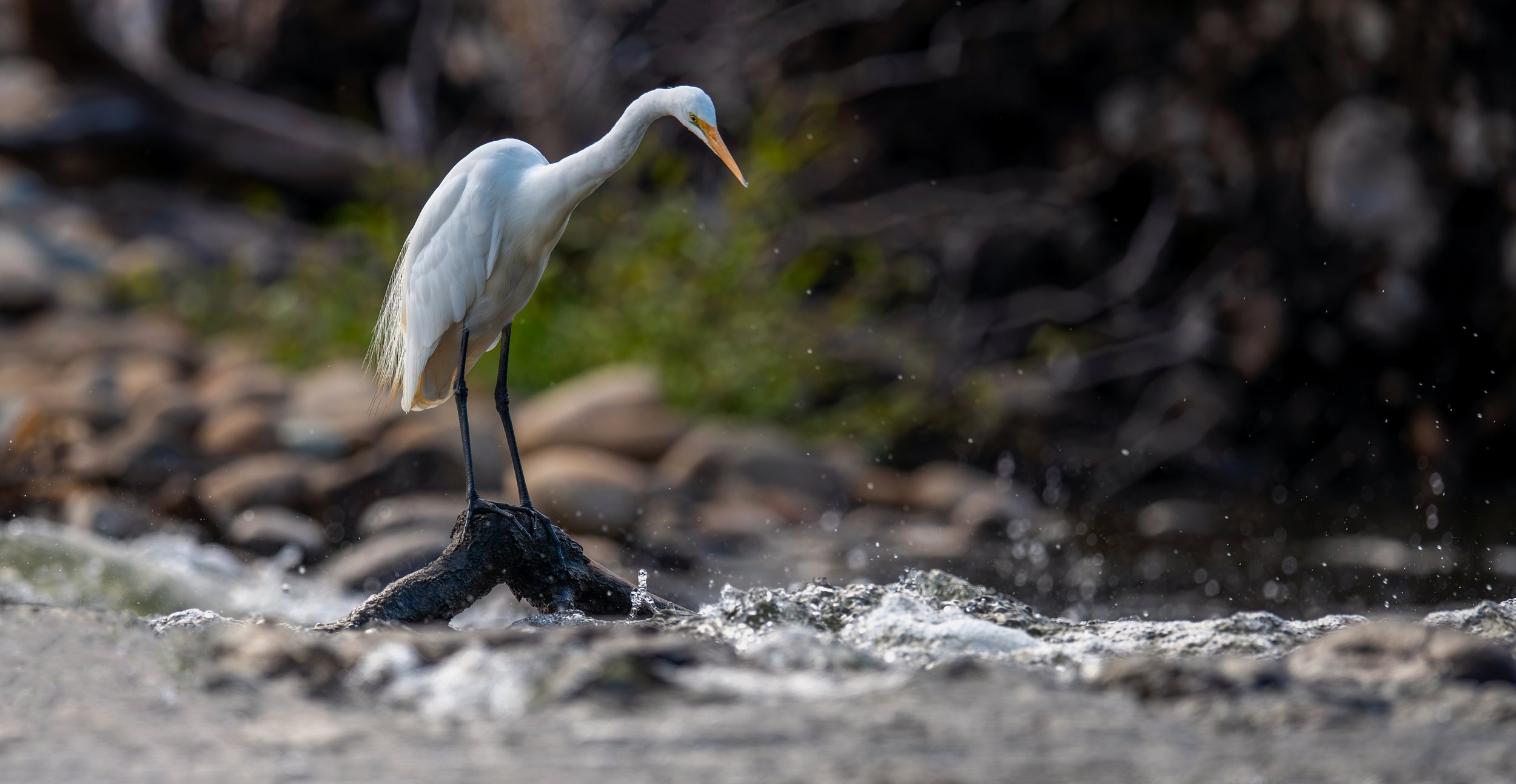 Great Egret, photographed while birding in Penrith Sydney on a clickaburra birding tour.