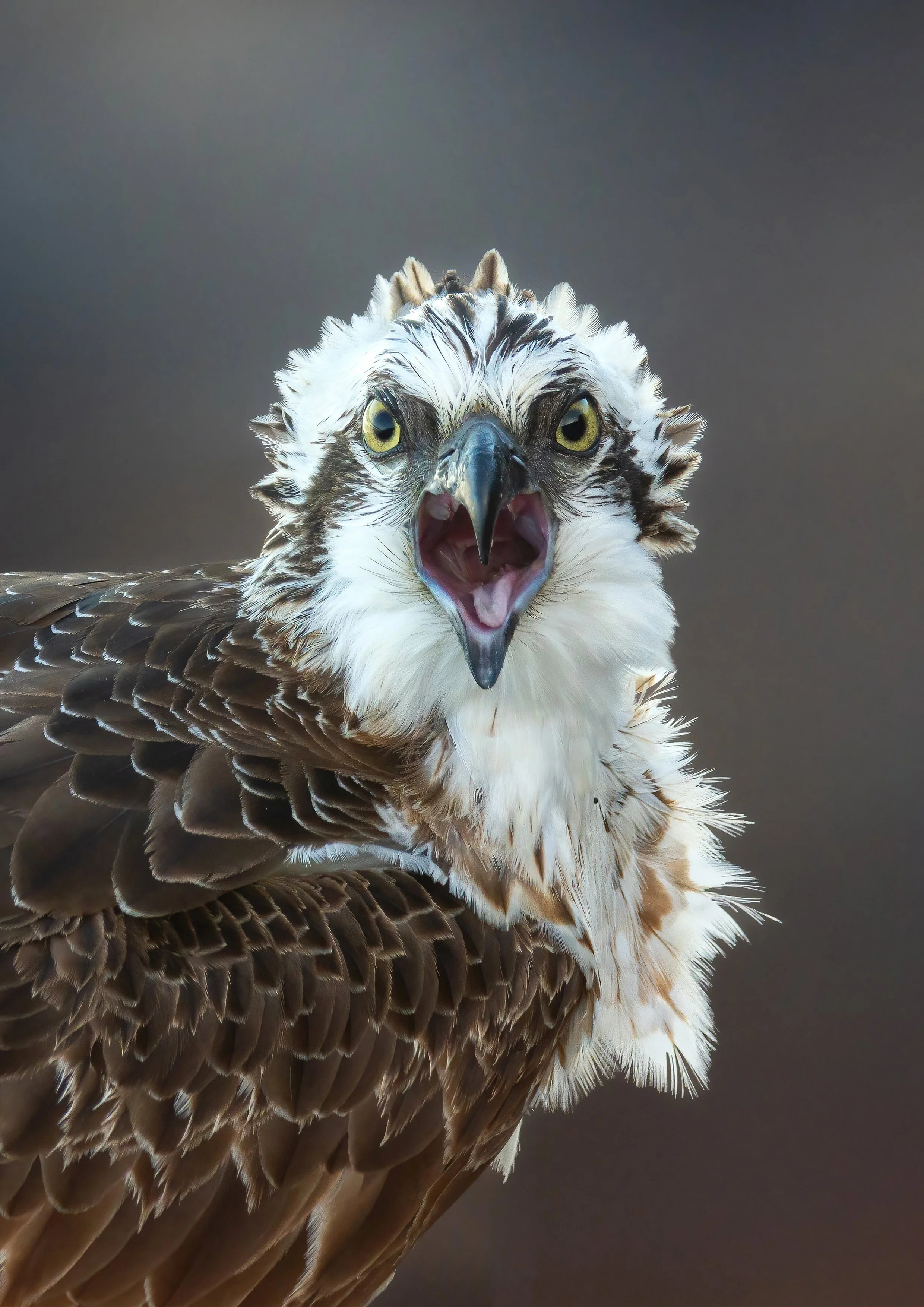 Eastern Osprey, photographed while birding at Long Reef Headland in the Northern Beaches Sydney on a clickaburra birding tour.