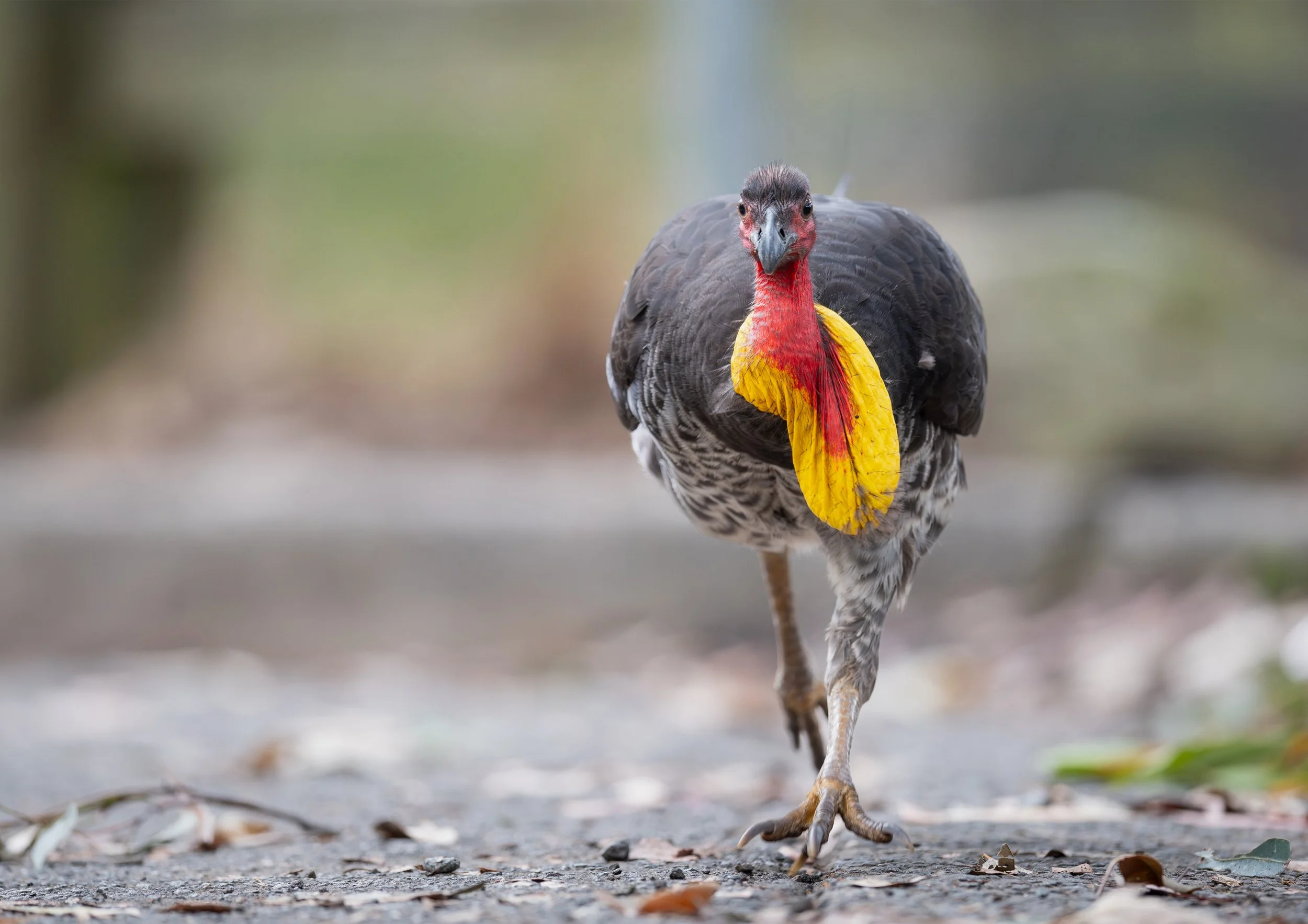 Brush Turkey A4 @300dpi.jpg