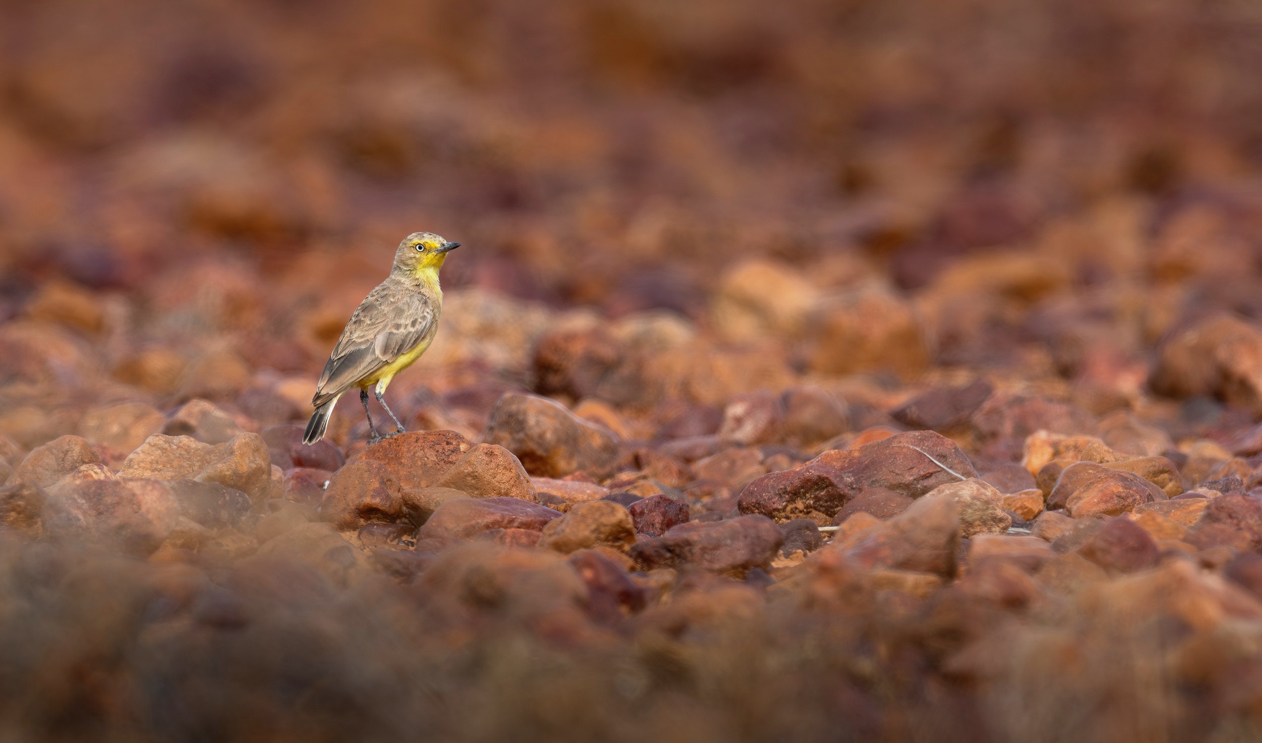 A Gibberbird, photographed on the North Western NSW bird photography tour with clickaburra bird photography tours.
