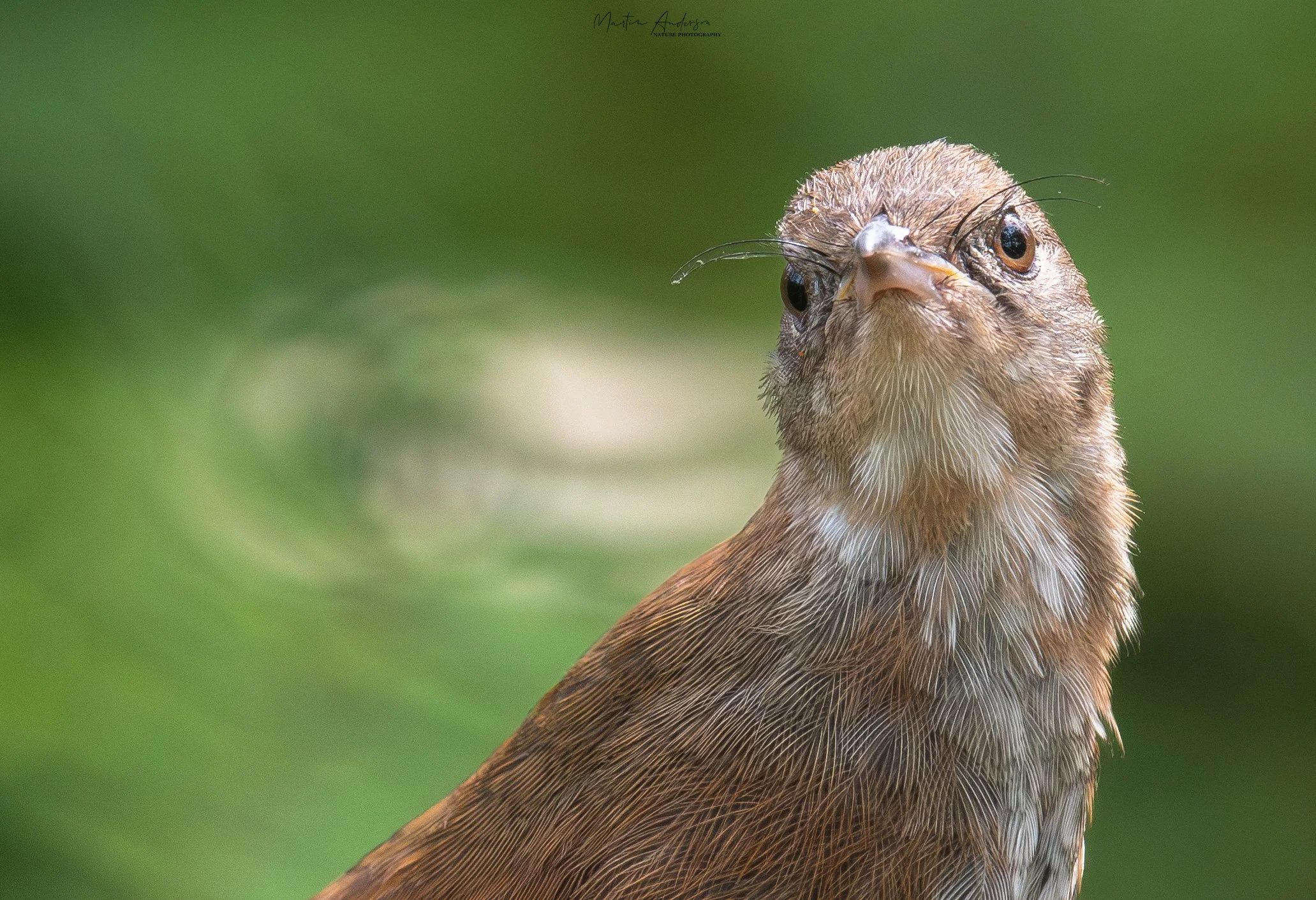 Eastern Bristlebird while birding at Barren Grounds South coast  Sydney on a clickaburra birding tour.