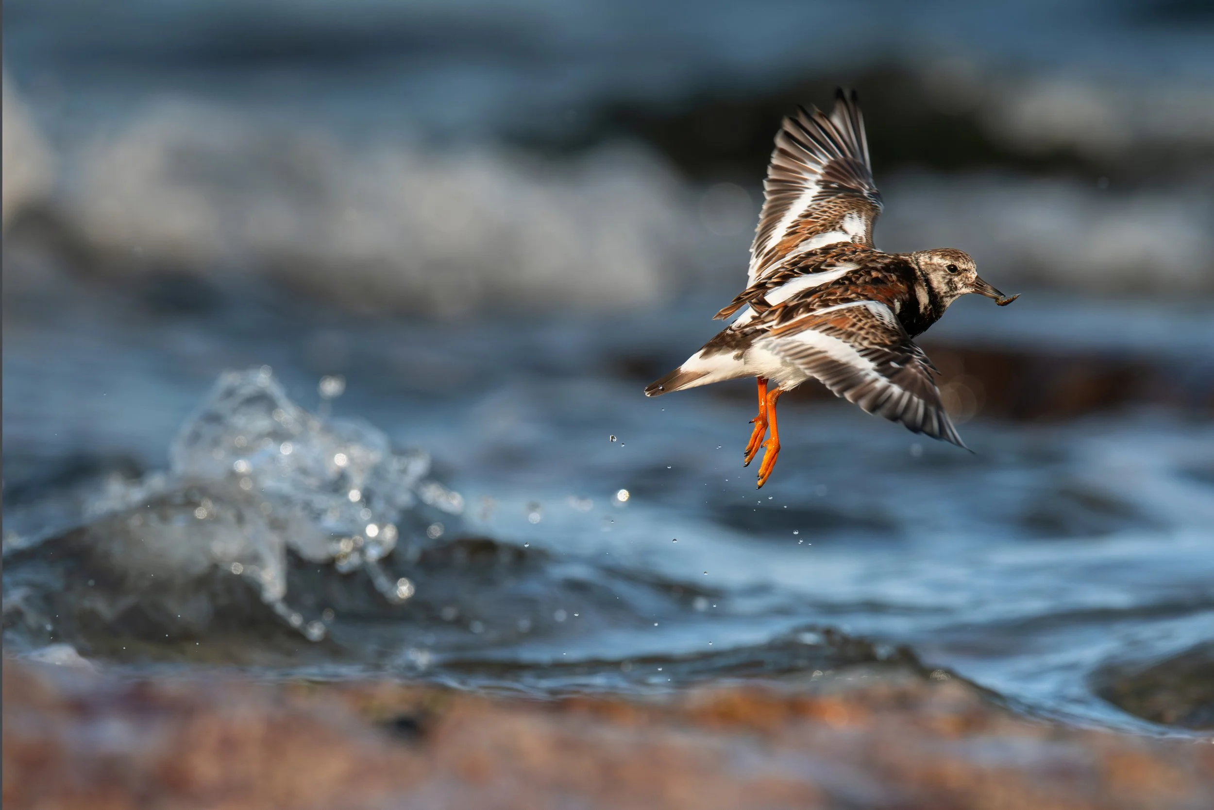 Ruddy Turnstone, photographed while birding at Long Reef Headland in the Northern Beaches Sydney on a clickaburra birding tour.