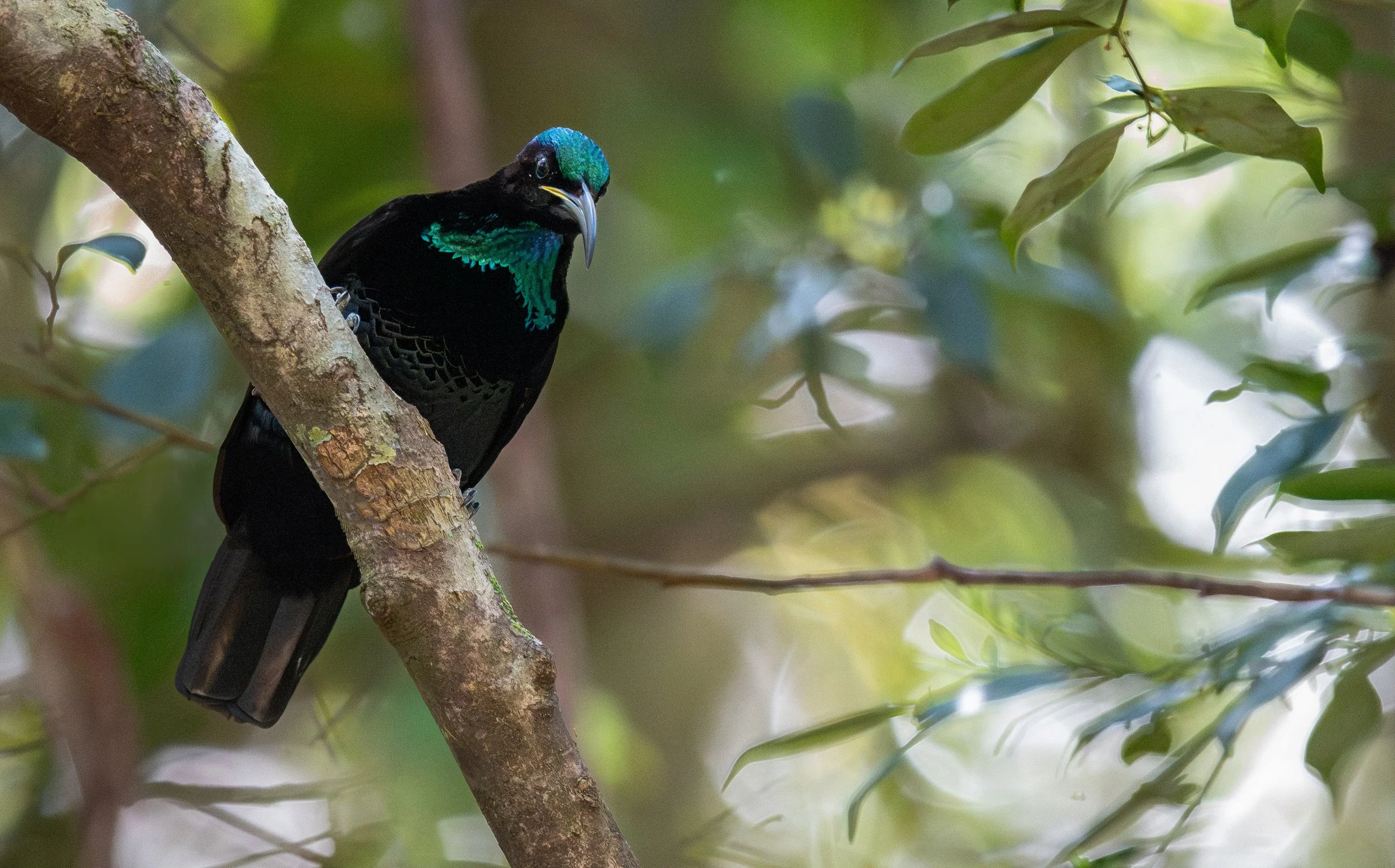 A  Paradise Riflebird, photographed on the North Coast NSW bird photography tour with clickaburra bird photography tours.