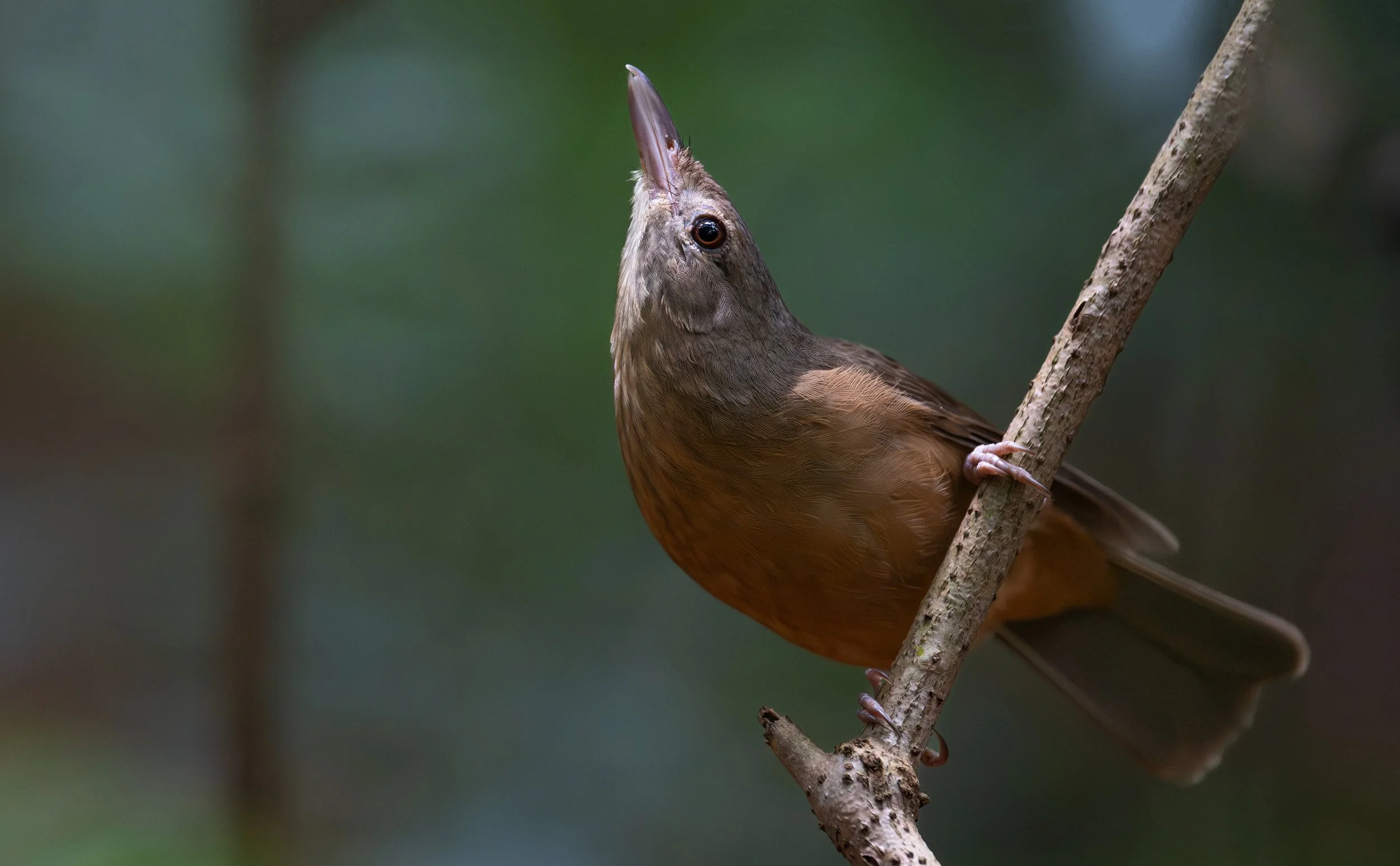 A Little Shrike-thrush, photographed on the North Coast NSW bird photography tour with clickaburra bird photography tours.
