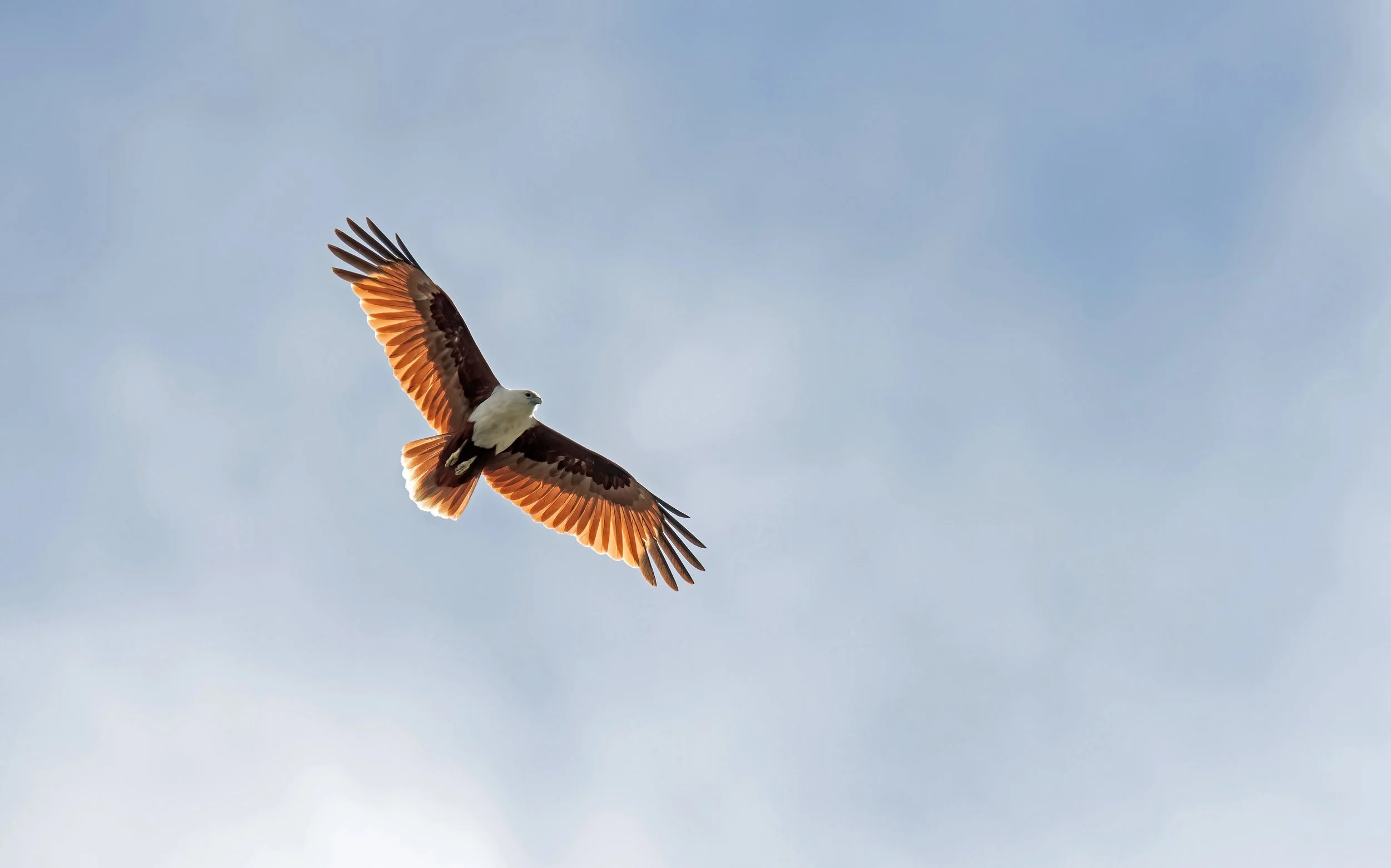 Brahminy Kite while birding at Lake Macquarie  Sydney on a clickaburra birding tour.