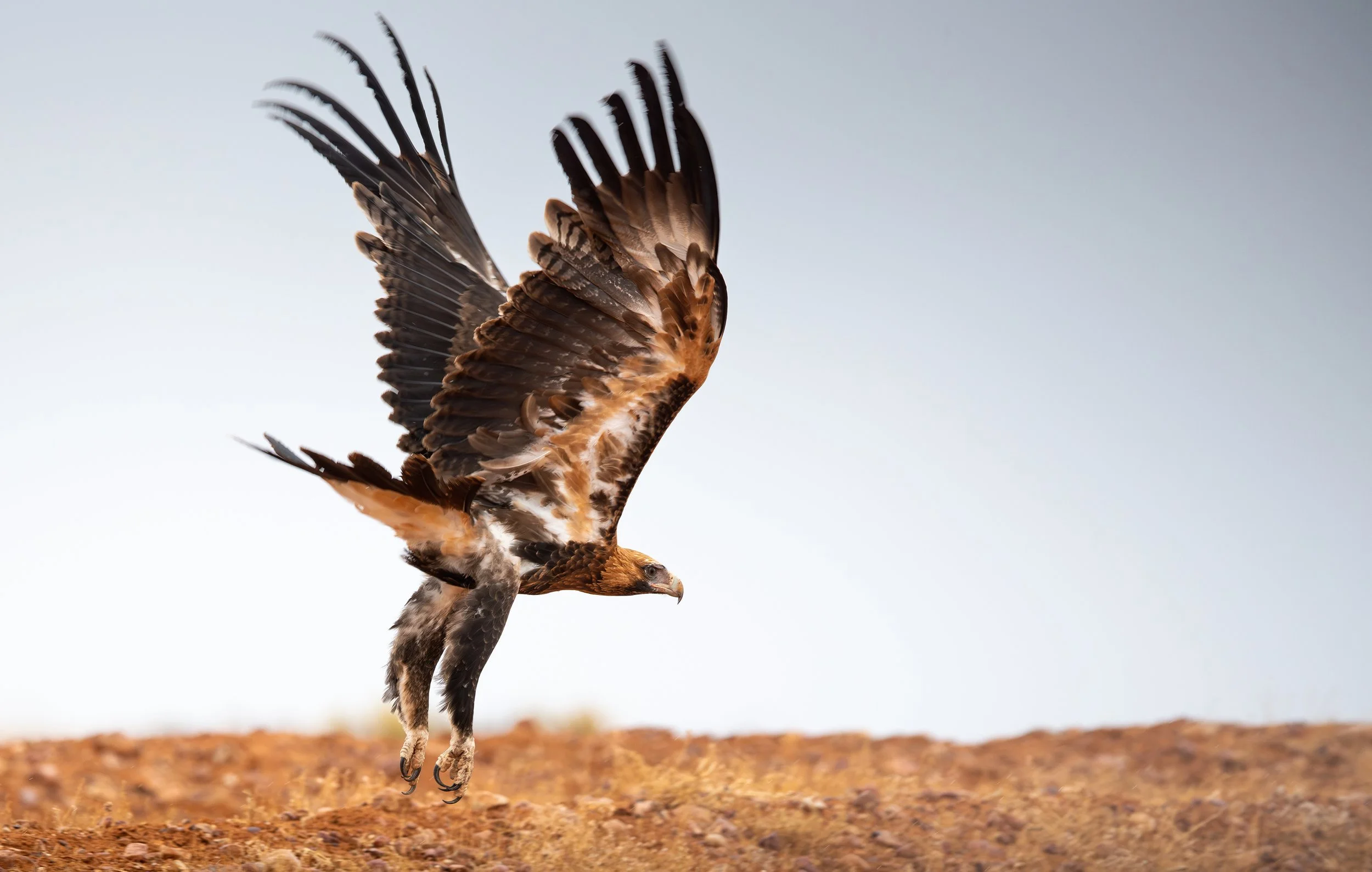 A Wedge-tailed Eagle takes flight, photographed on the North Western NSW bird photography tour with clickaburra bird photography tours.
