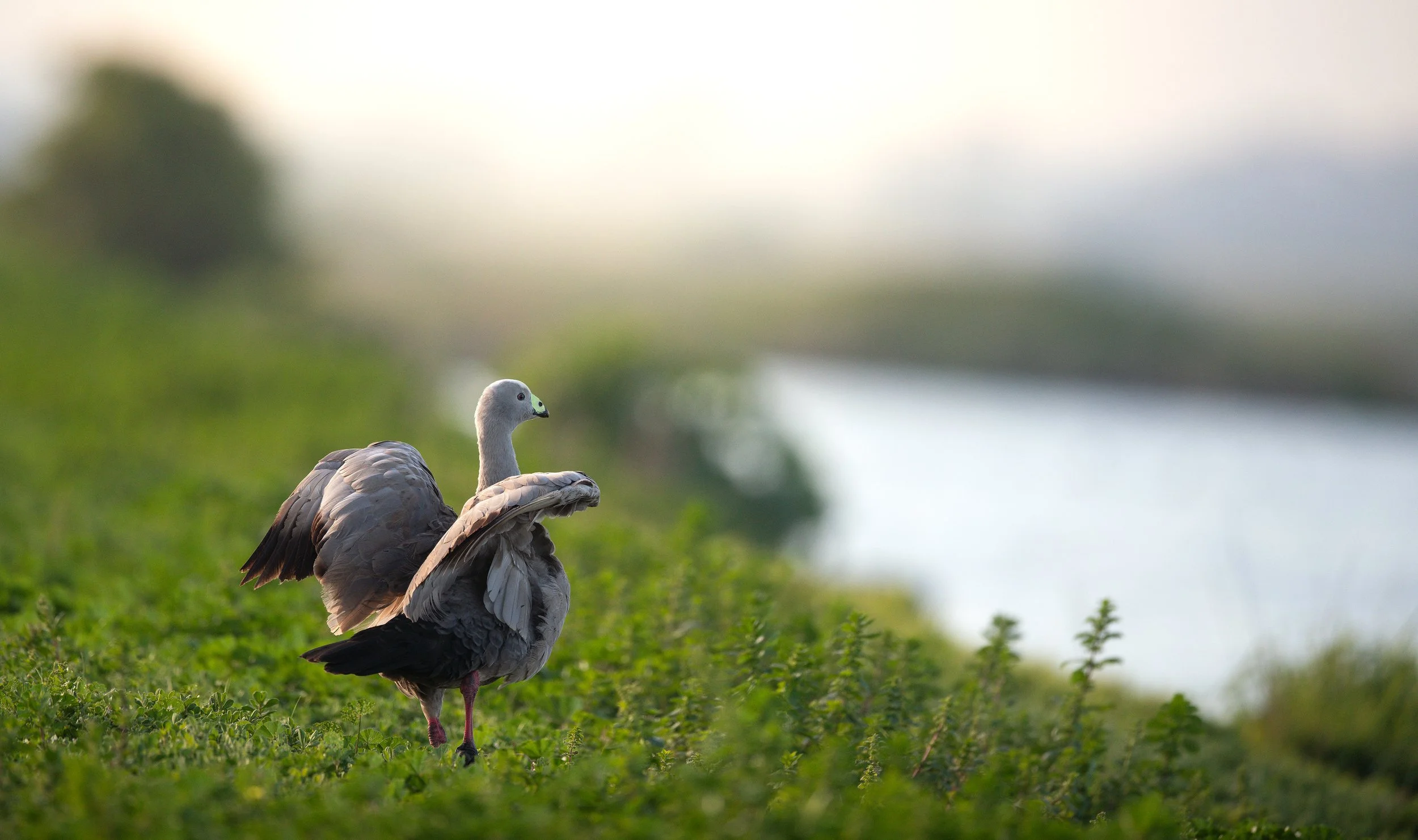 A Cape Barren Goose, photographed on the Victoria bird photography tour with clickaburra bird photography tours.