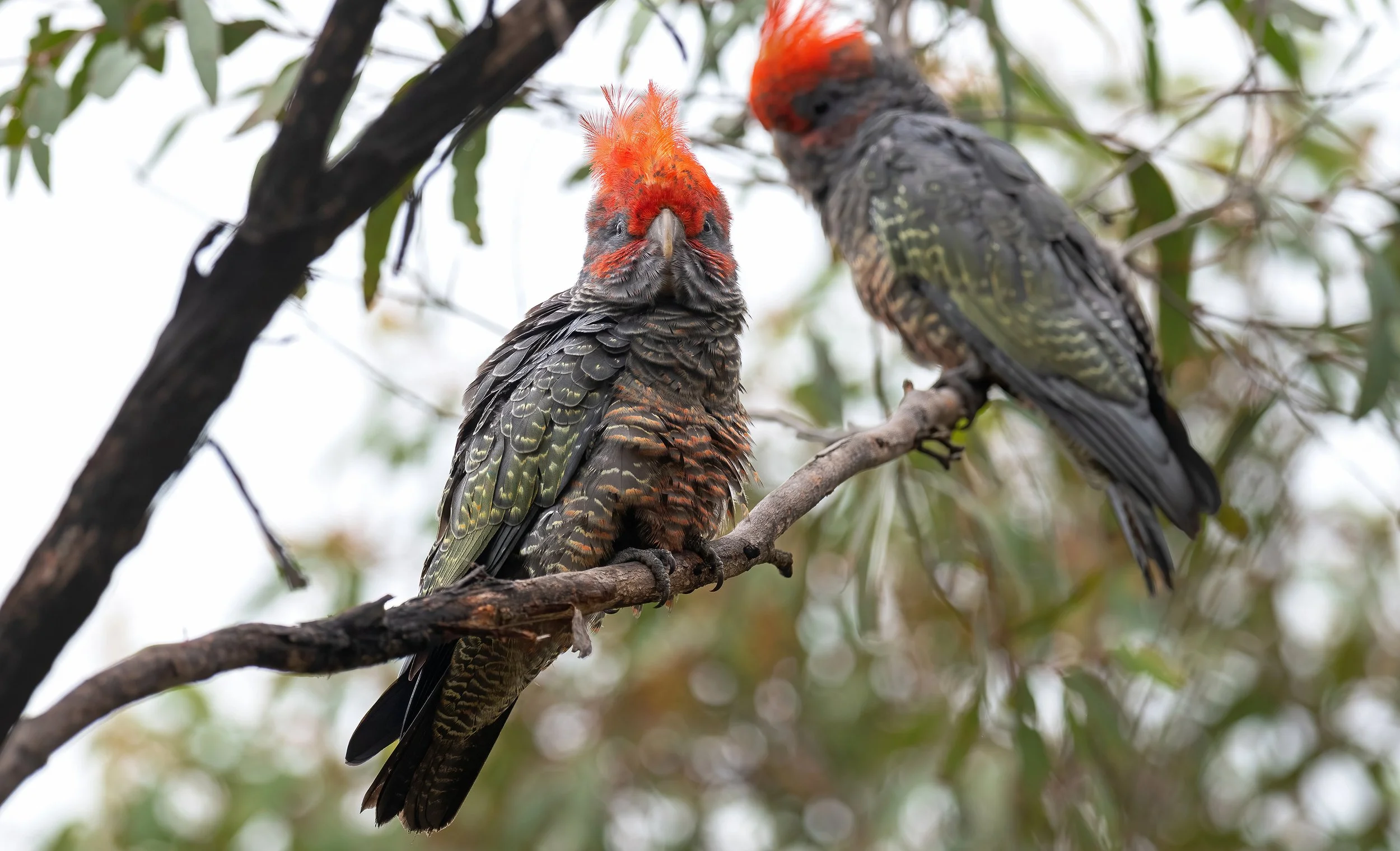Gang-gang Cockatoos Warbler while birding at Blue Mountains west of Sydney on a clickaburra birding tour.