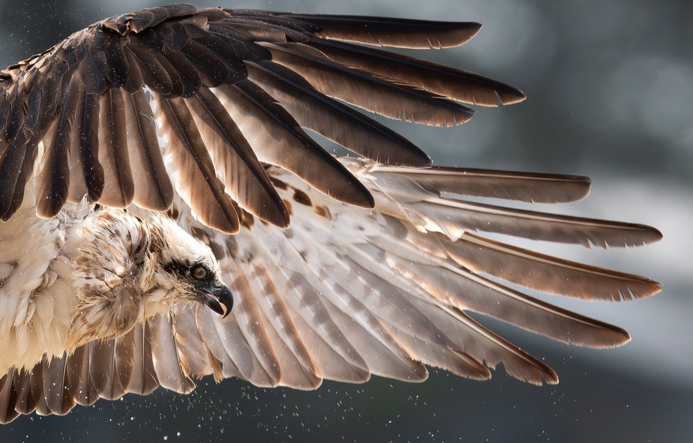 An Eastern in flight, photographed on the North Coast NSW bird photography tour with clickaburra bird photography tours.