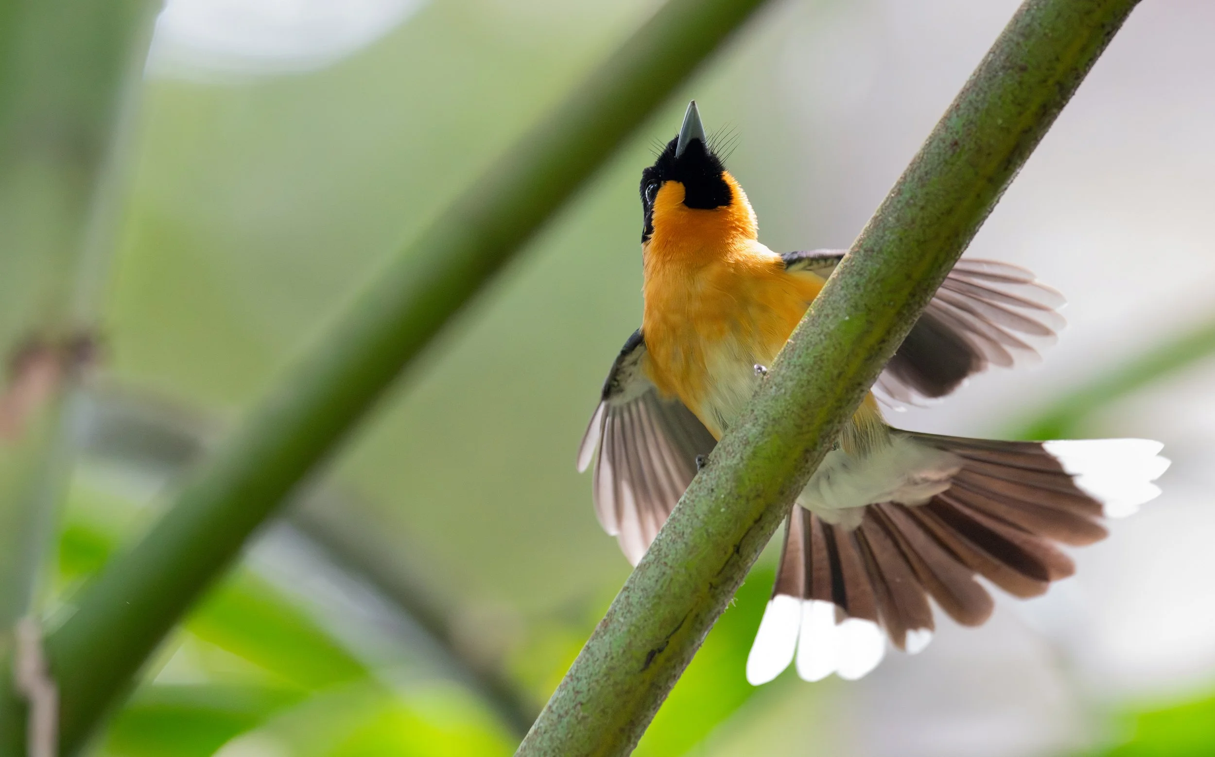 An Australian Spectacled Monarch, photographed on the North Coast NSW bird photography tour with clickaburra bird photography tours.