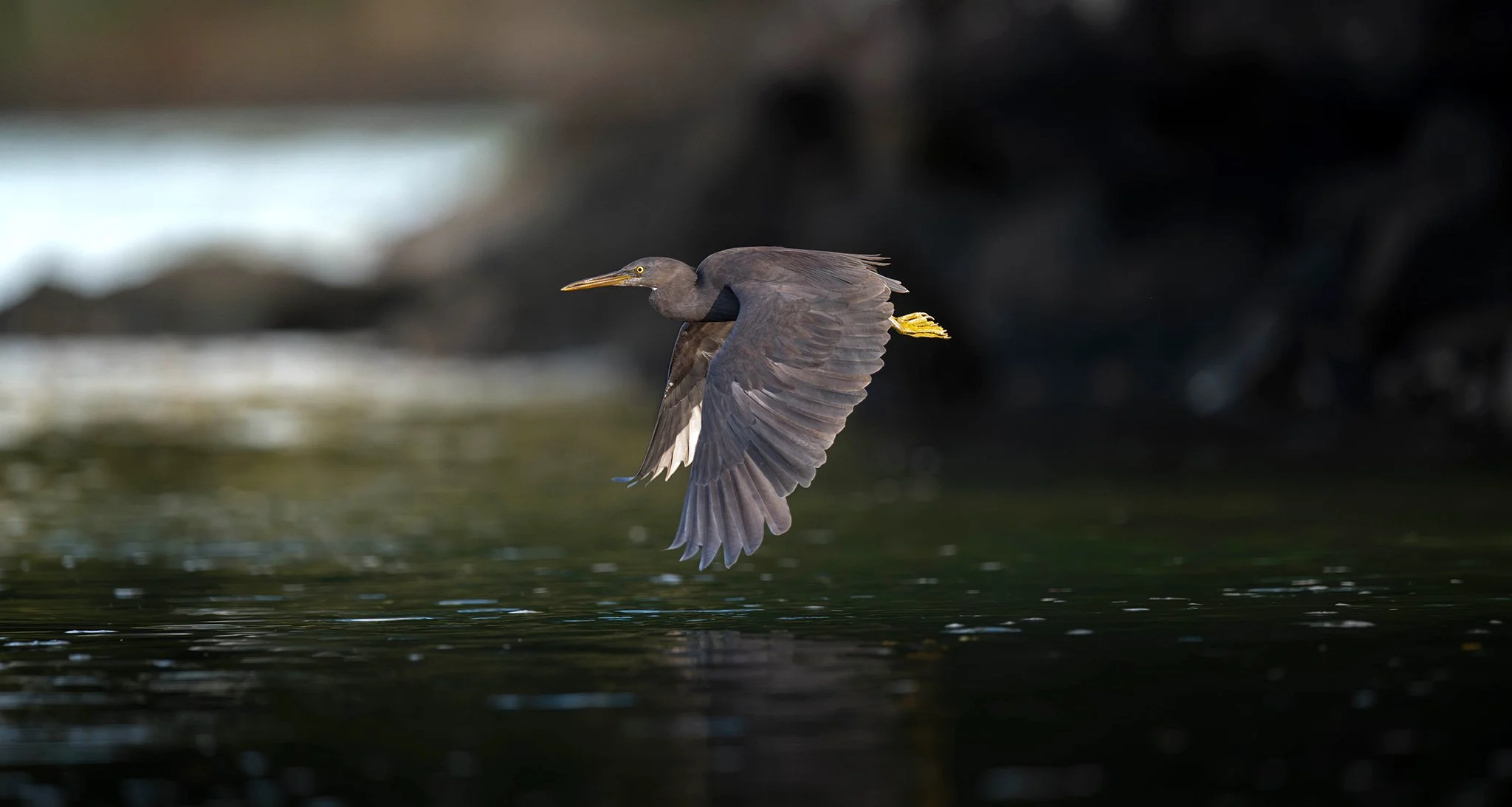 An Eastern Reef Egret takes, flight photographed on the North Coast NSW bird photography tour with clickaburra bird photography tours.