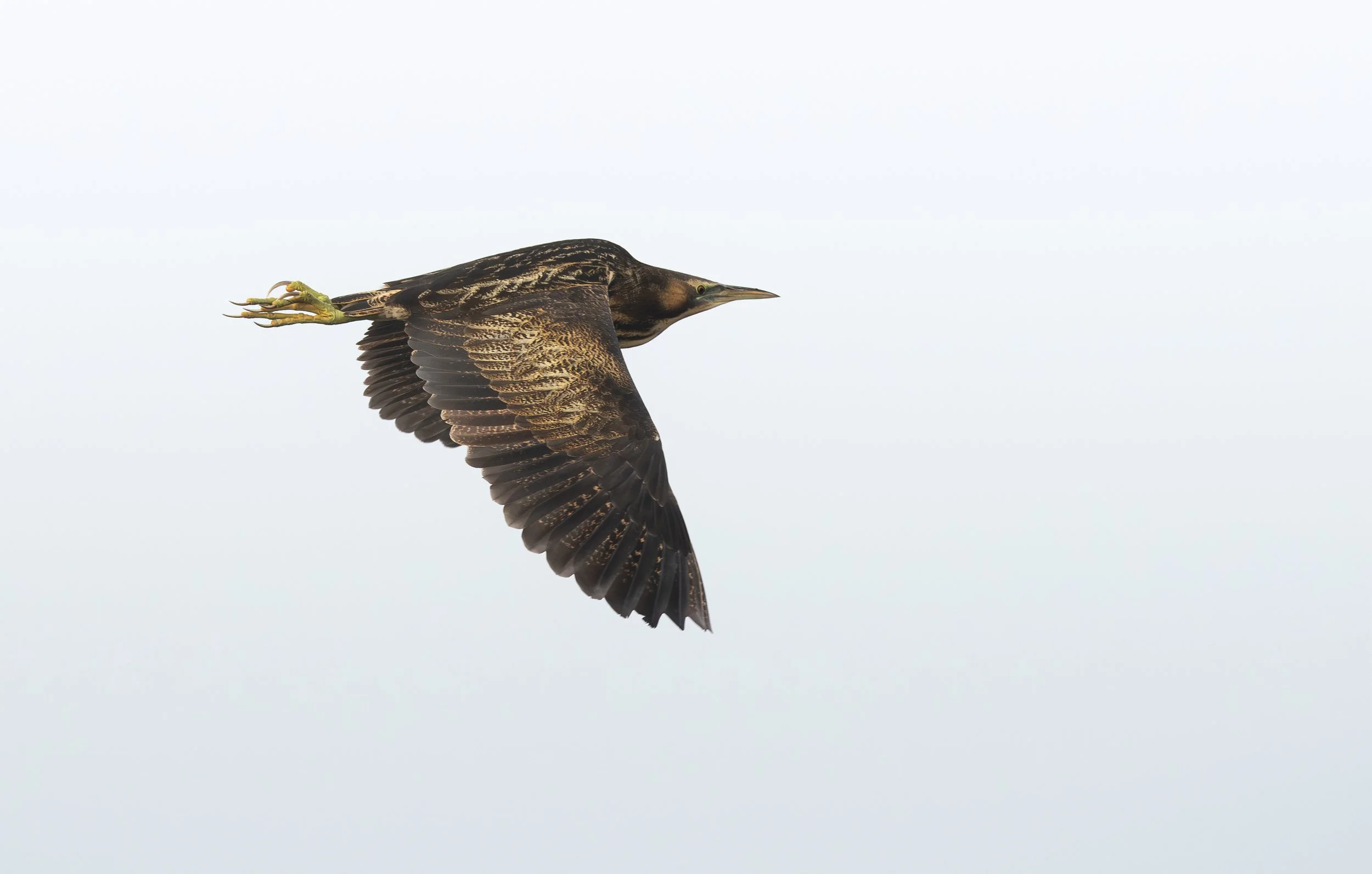 An Australasian Bittern in flight, photographed on the Victoria bird photography tour with clickaburra bird photography tours.