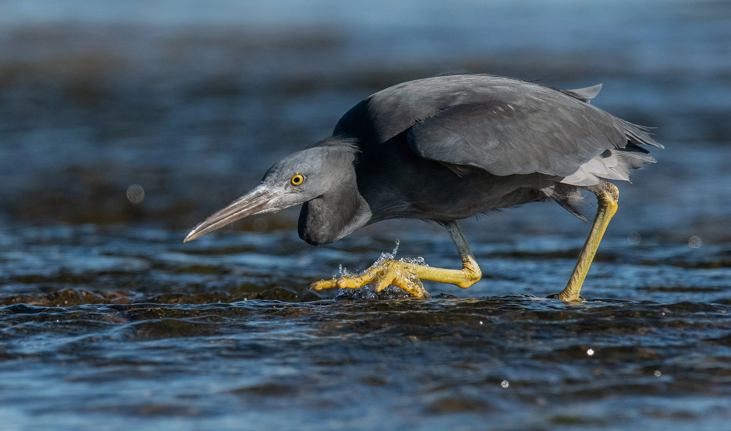 Eastern Reef Egret while birding at Boat harbour south  Sydney on a clickaburra birding tour.