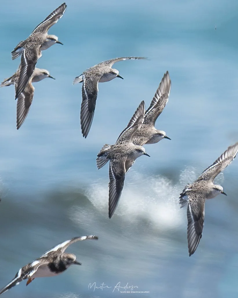 Red-necked Stints, photographed while birding at Long Reef Headland in the Northern Beaches Sydney on a clickaburra birding tour.
