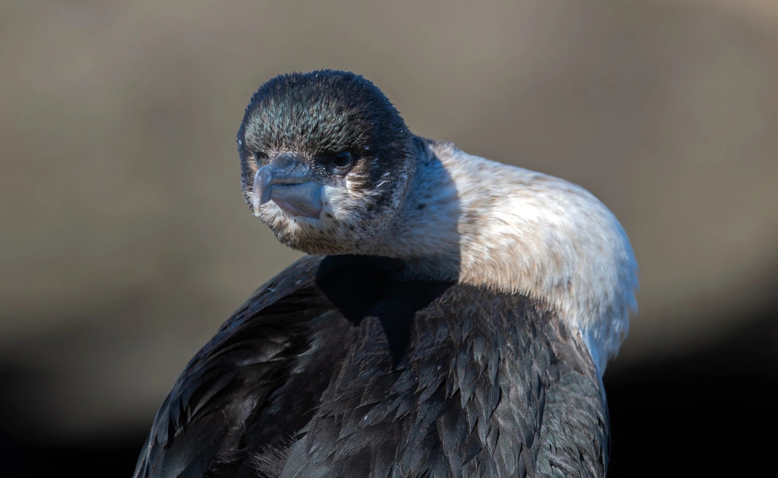 A Black-faced Cormorant, photographed on the Victoria bird photography tour with clickaburra bird photography tours.