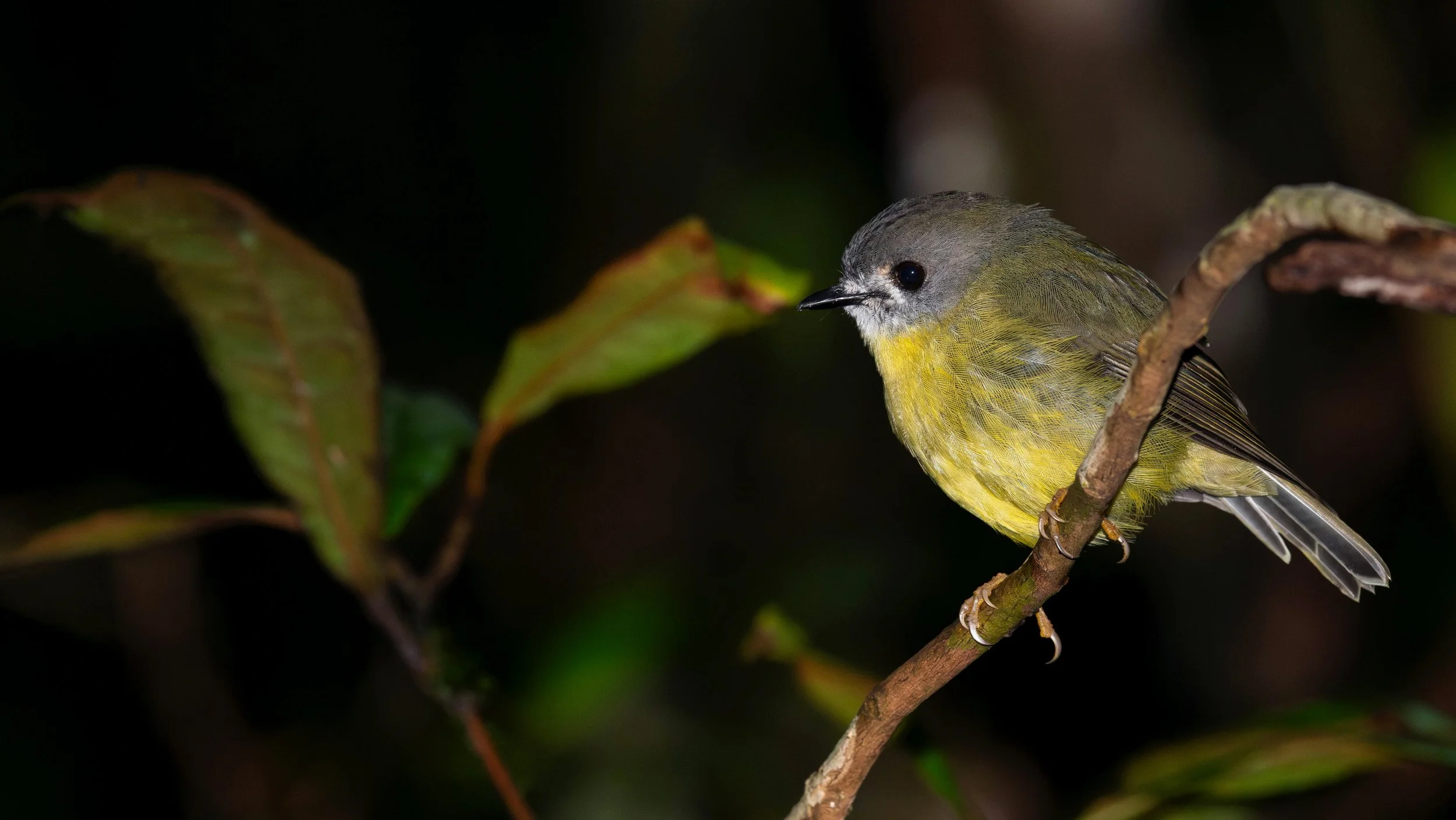 A pale yellow robin perched nicely, photographed on the North Coast NSW bird photography tour with clickaburra bird photography tours.