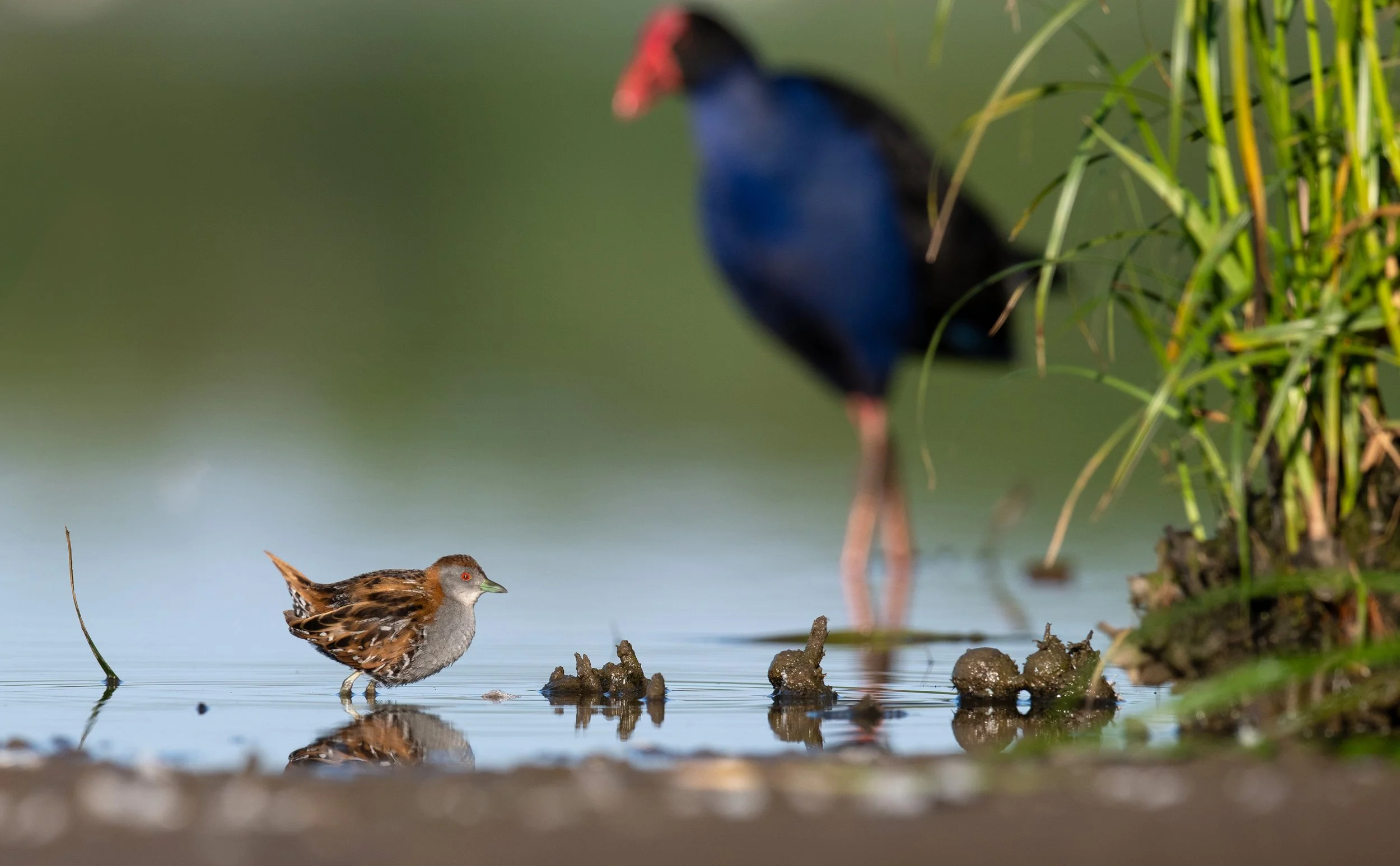 A Baillon's Crake, photographed at Pitt Town Lagoon, while birding in the Hawkesbury Sydney on a clickaburra birding tour.