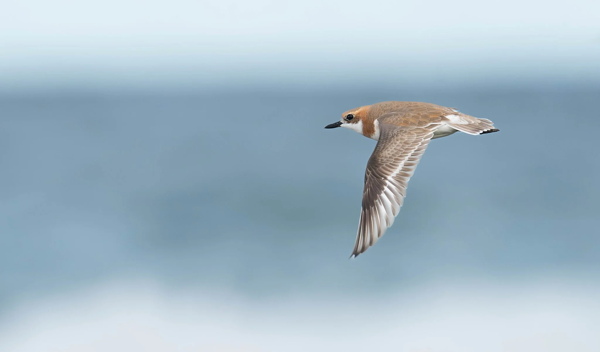 A Greater Sand-plover in flight at Ballina, photographed on the North Coast NSW bird photography tour with clickaburra bird photography tours.