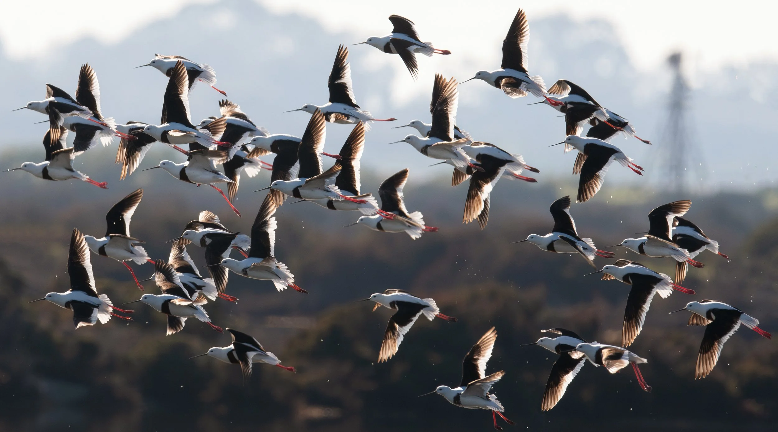 Banded Stilits in flight, photographed on the Victoria bird photography tour with clickaburra bird photography tours.