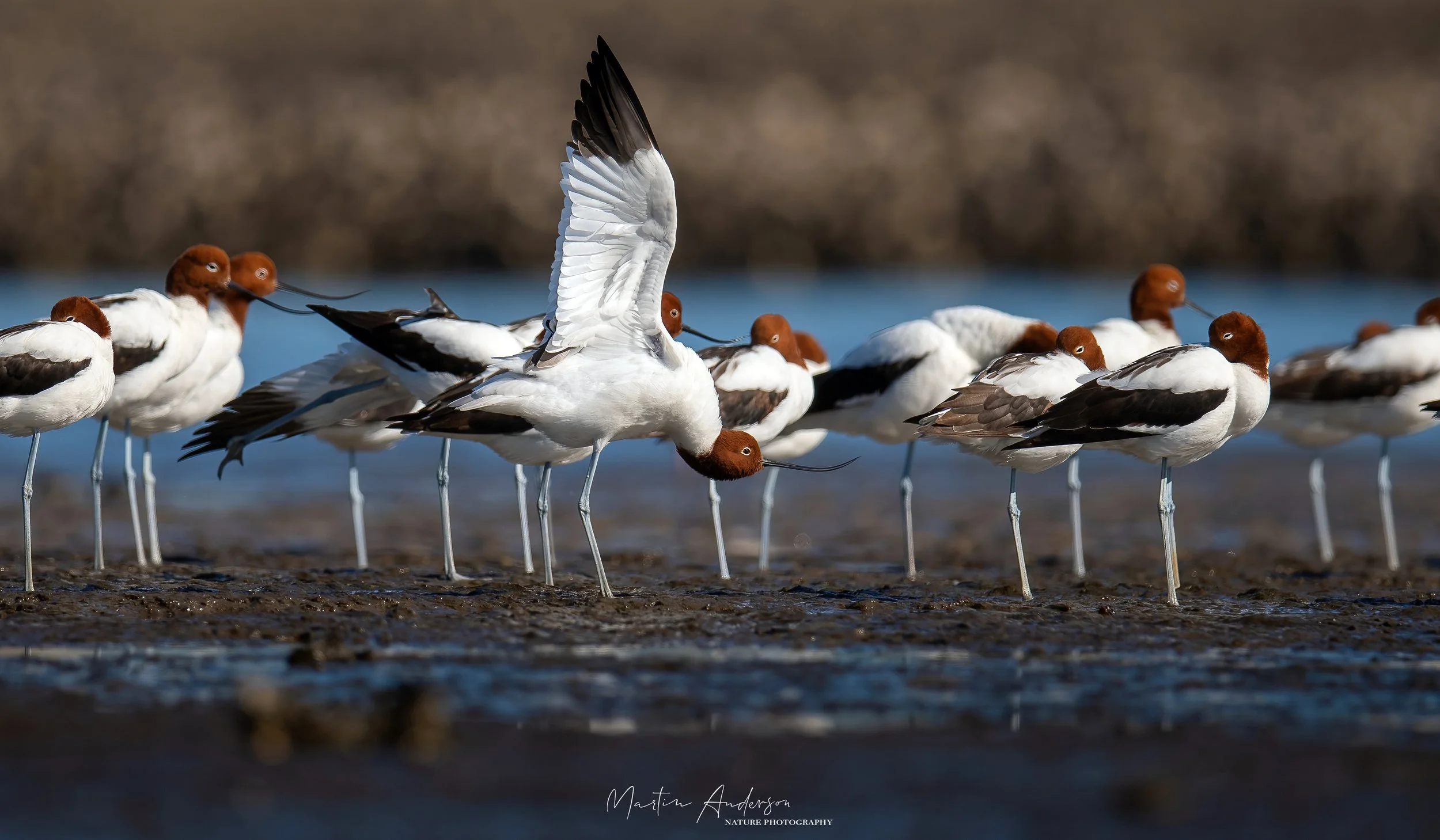 Red-necked avocet while birding on the Newcastle Sydney on a clickaburra birding tour.