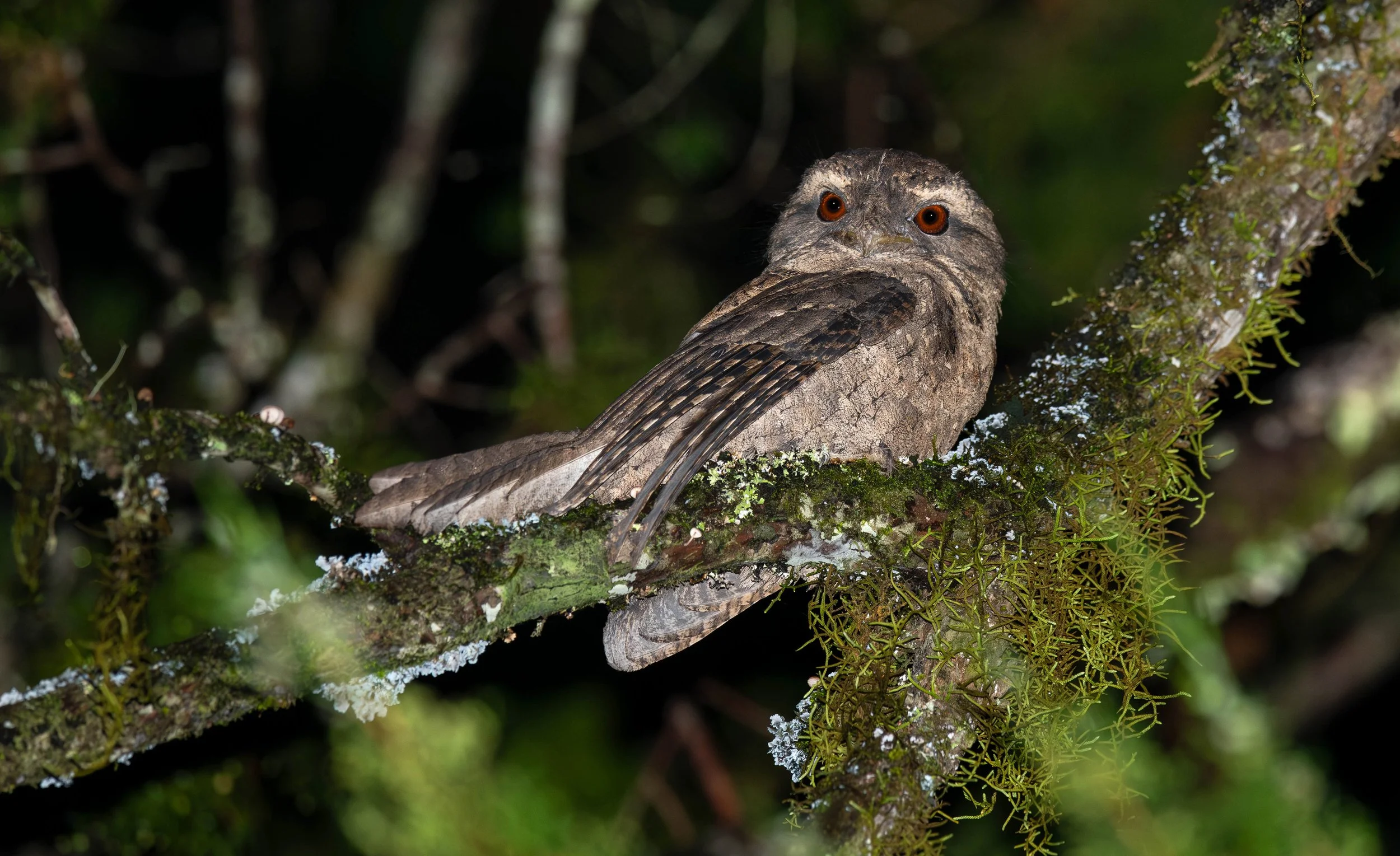 a Marbled Frogmouth in the night photographed on the North Coast NSW bird photography tour with clickaburra bird photography tours.
