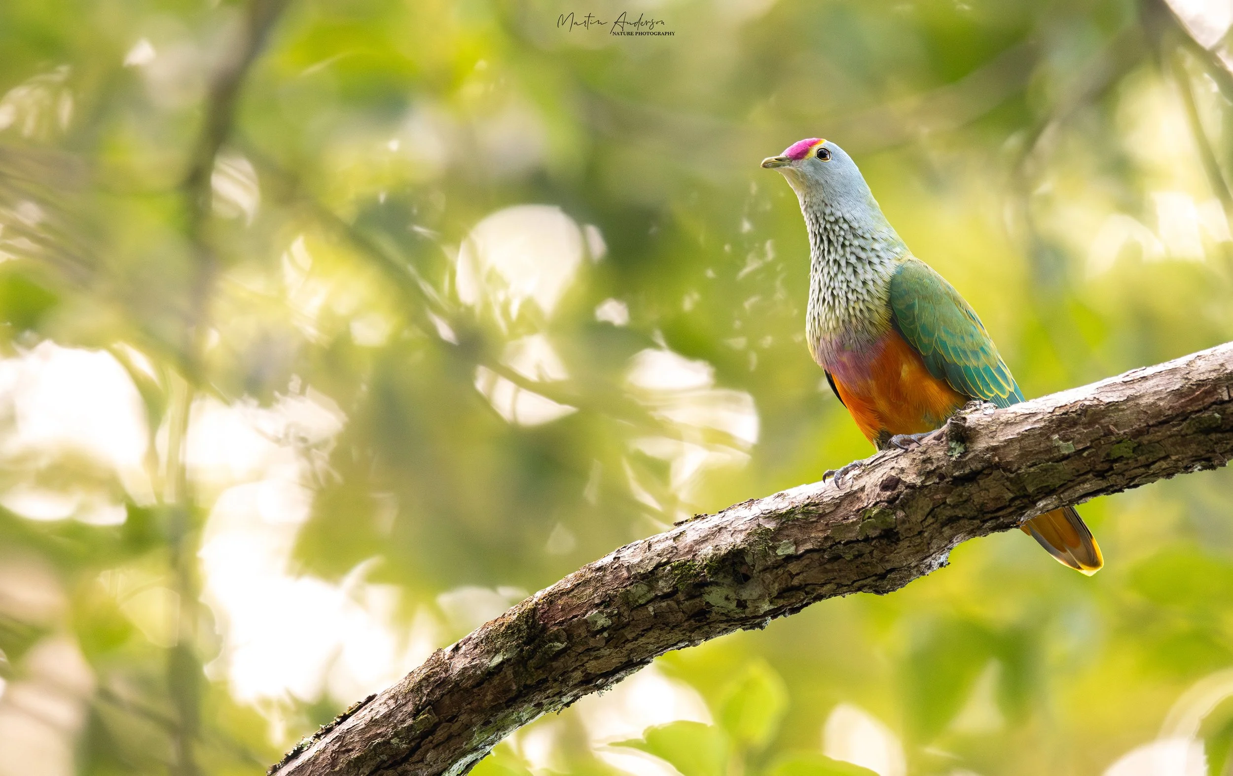A Rose-crowned Fruit Dove, , photographed on the Mid North Coast  bird photography tour with clickaburra bird photography tours.