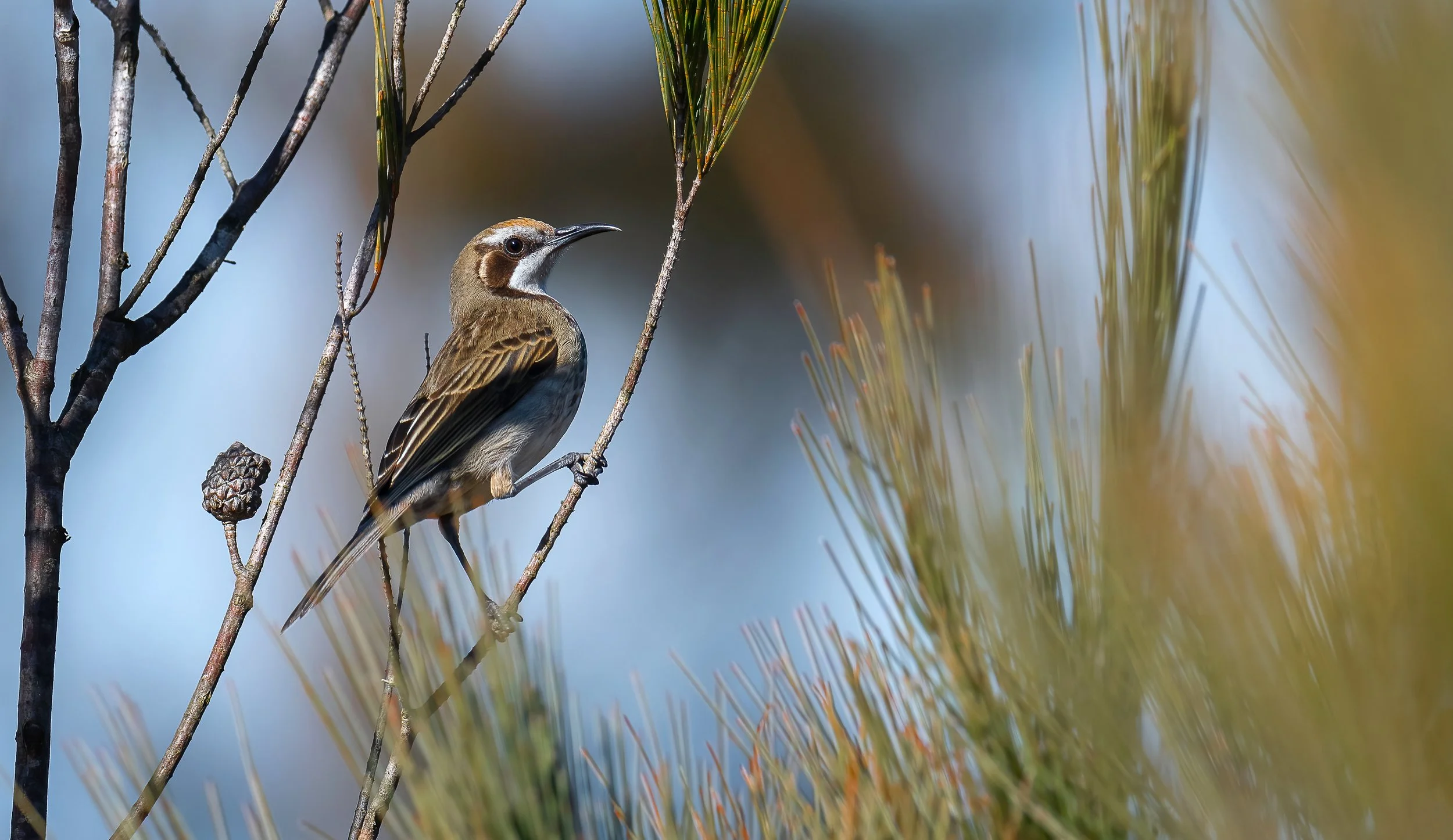 Tawny-crowned Honeyeater while birding at Royal National park south  Sydney on a clickaburra birding tour.