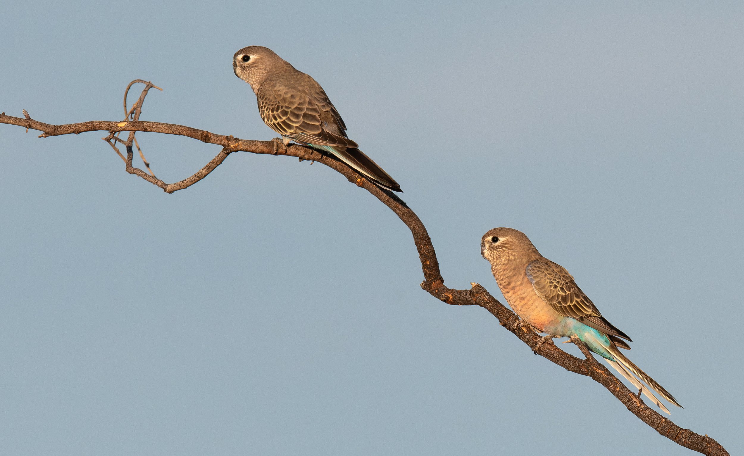 Bourkes Parrots, photographed on the North Western NSW bird photography tour with clickaburra bird photography tours.
