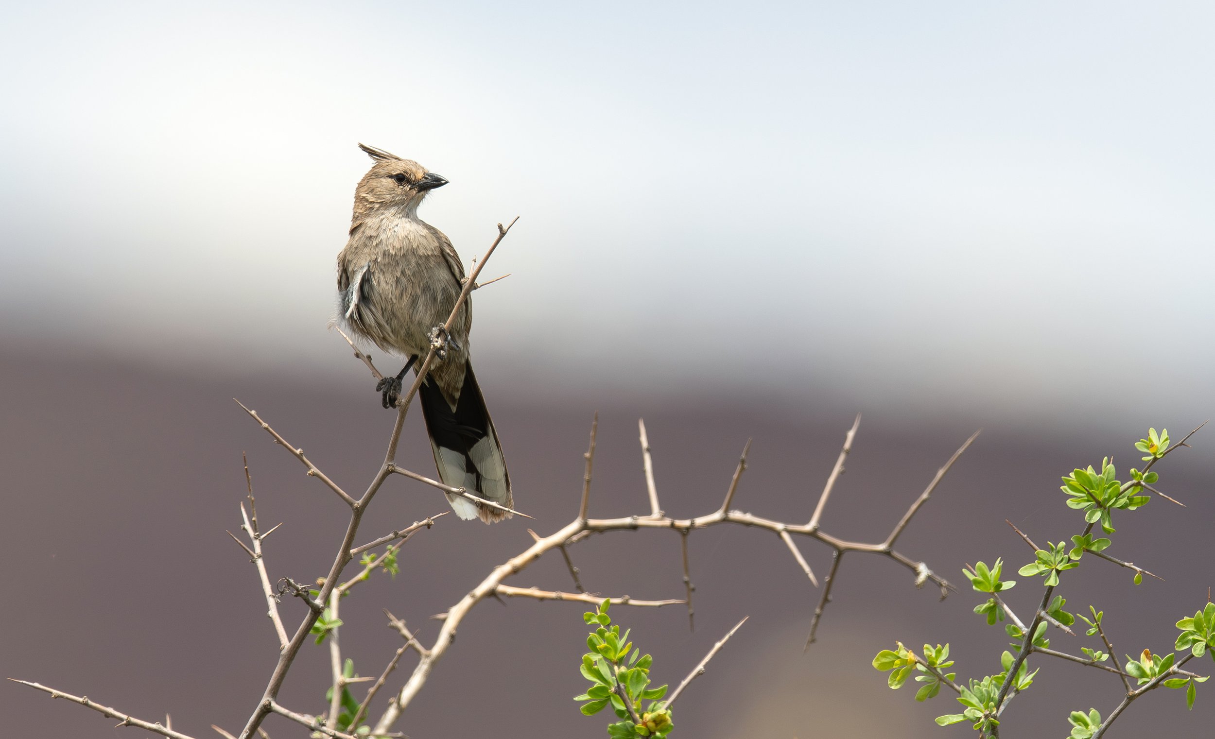 A Chirruping Wedgebill, photographed on the North Western NSW bird photography tour with clickaburra bird photography tours.