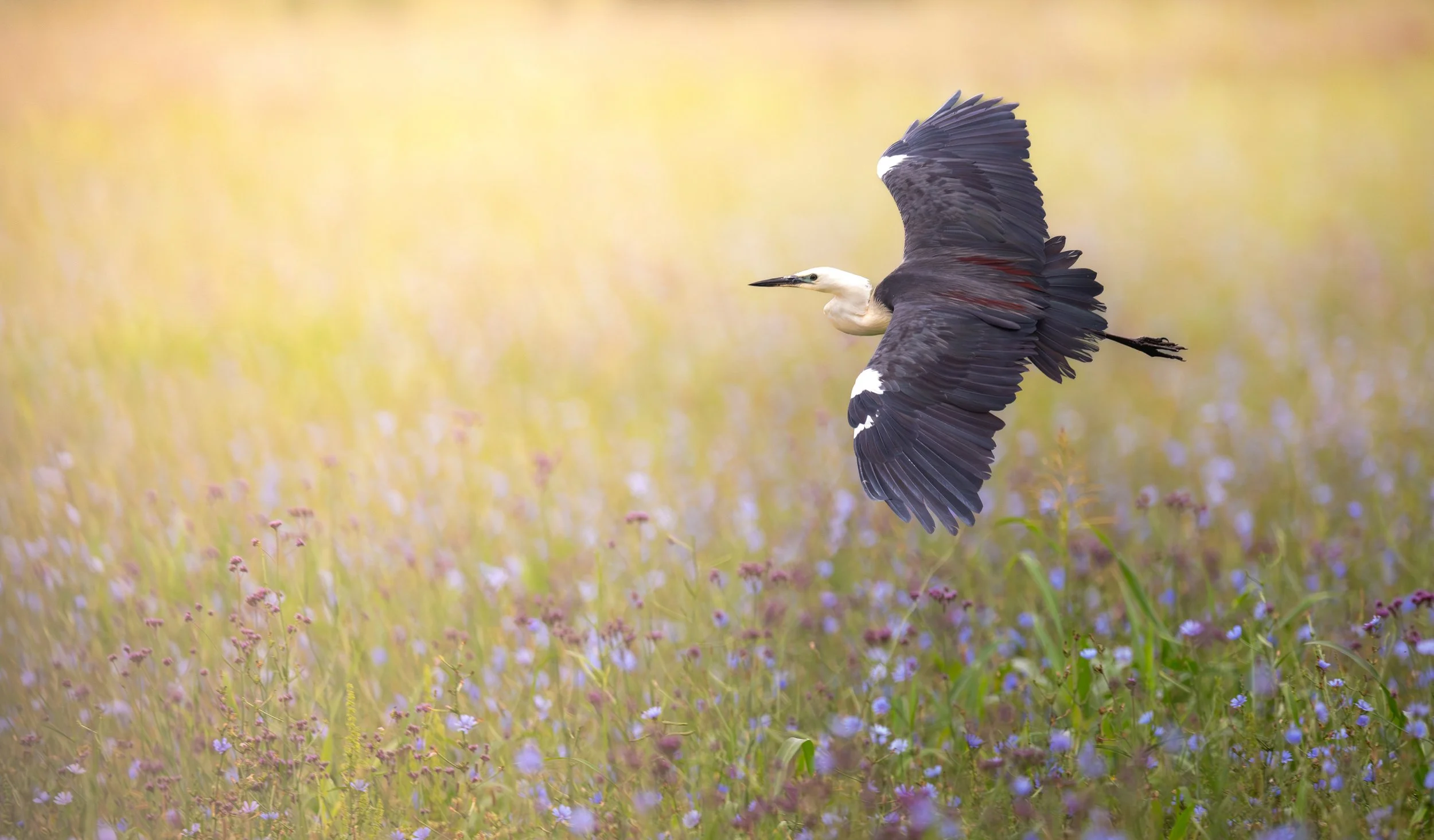 A White-necked Heron in flight, photographed in Richmond Lowlands,  while birding in the Hawkesbury Sydney on a clickaburra birding tour.