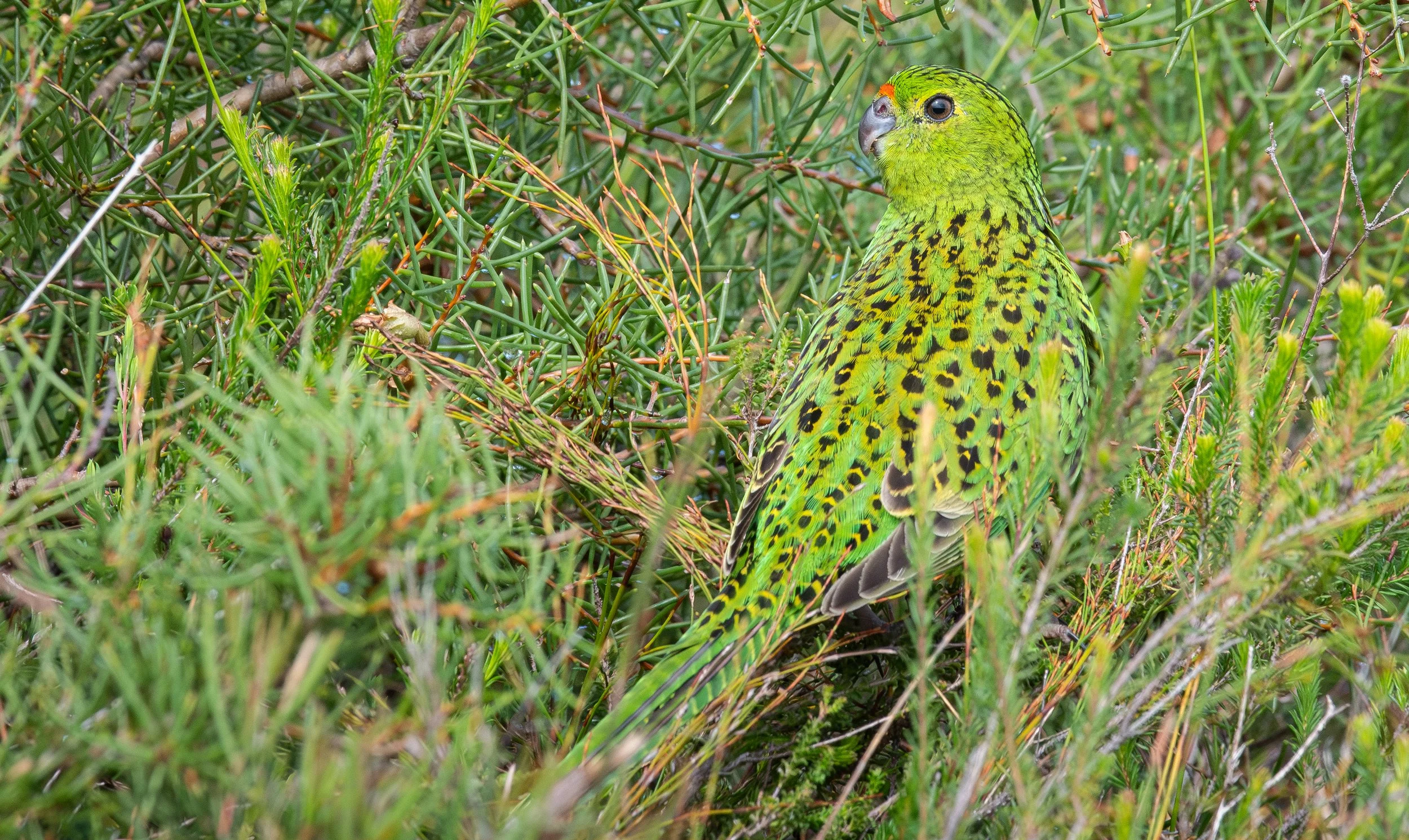 Ground Parrot while birding at Beecroft weapons range South coast  Sydney on a clickaburra birding tour.
