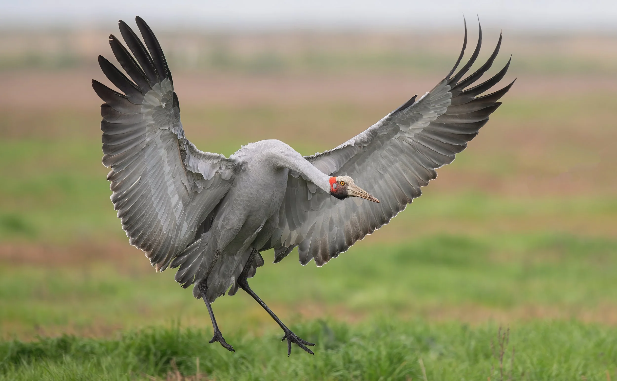 A Brolga in flight, photographed on the Victoria bird photography tour with clickaburra bird photography tours.