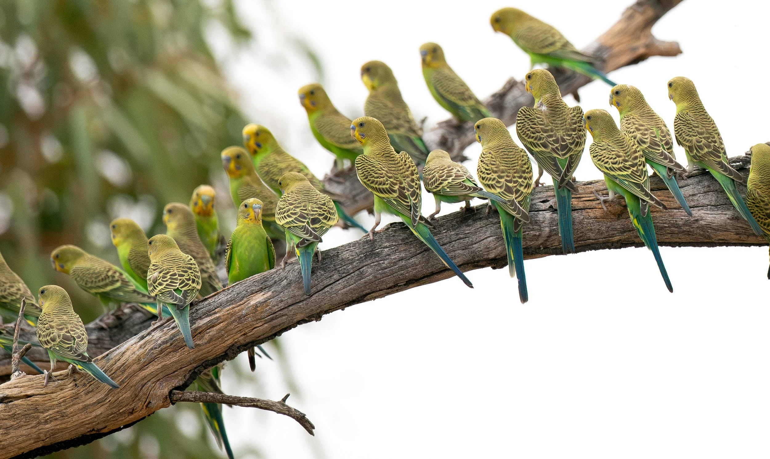 Budgerigars, photographed on the North Western NSW bird photography tour with clickaburra bird photography tours.