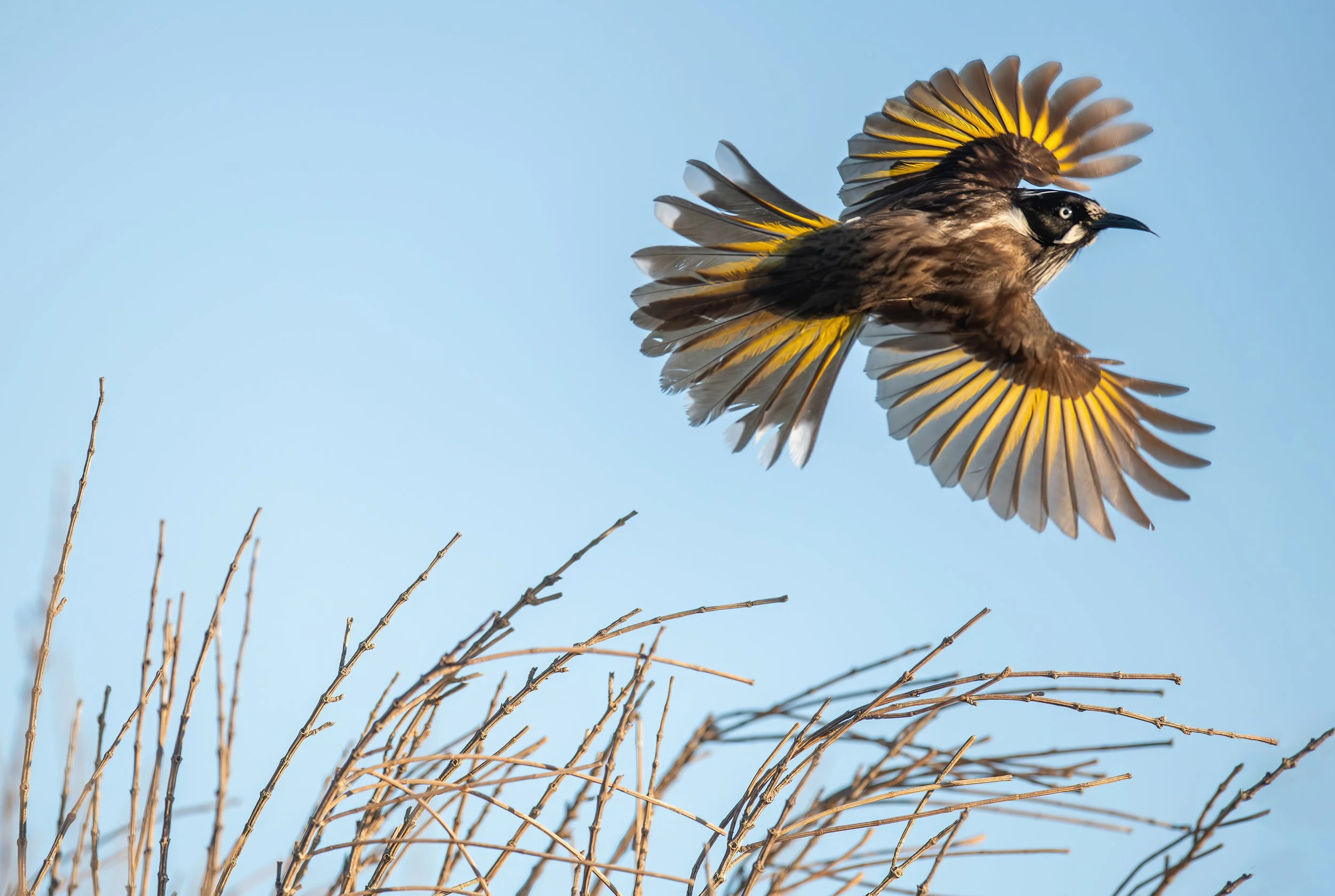 New Holland Honeyeater while birding at Royal National Park  Sydney on a clickaburra birding tour.