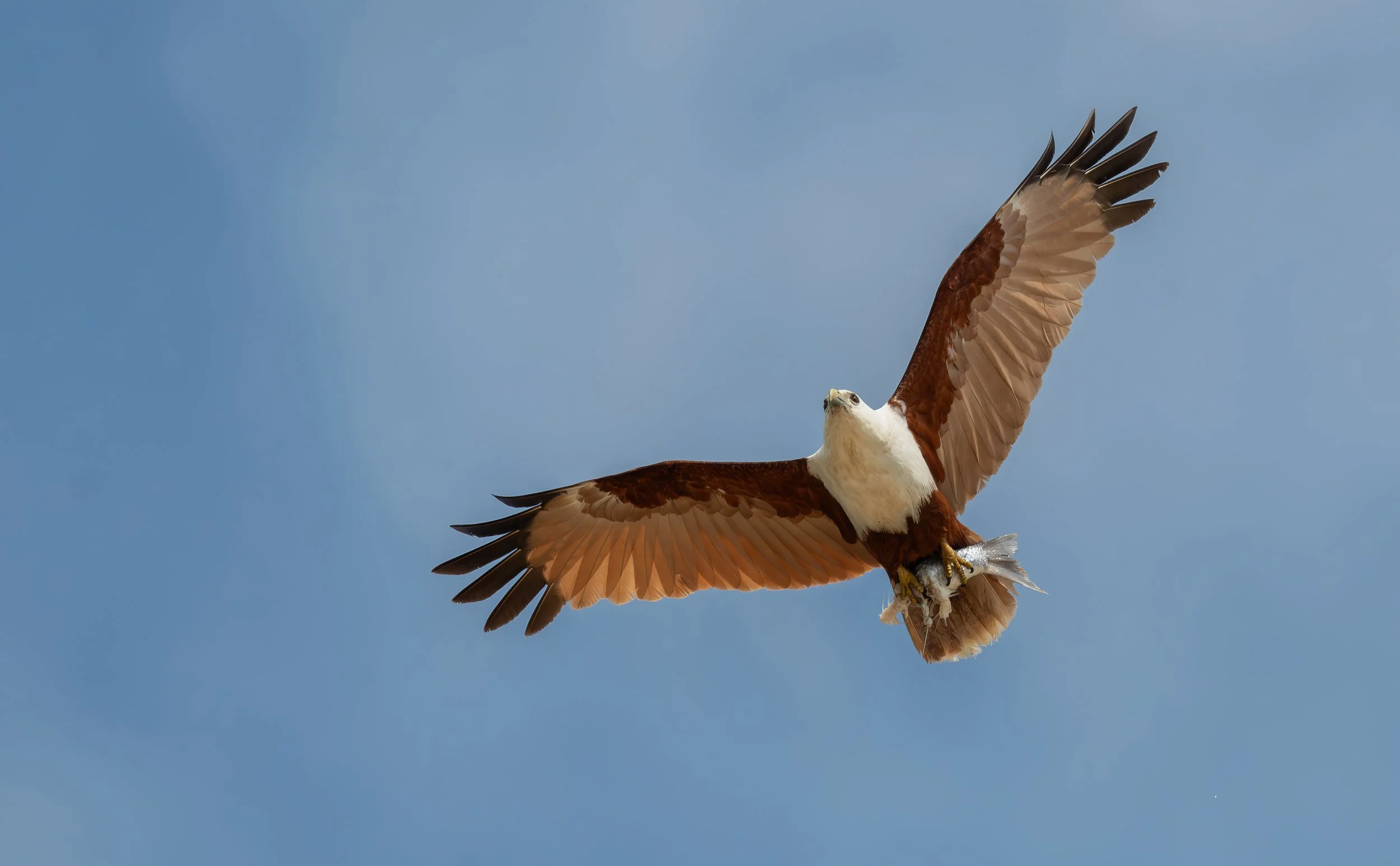 A Brahminy Kite in flight, photographed on the North Coast NSW bird photography tour with clickaburra bird photography tours.