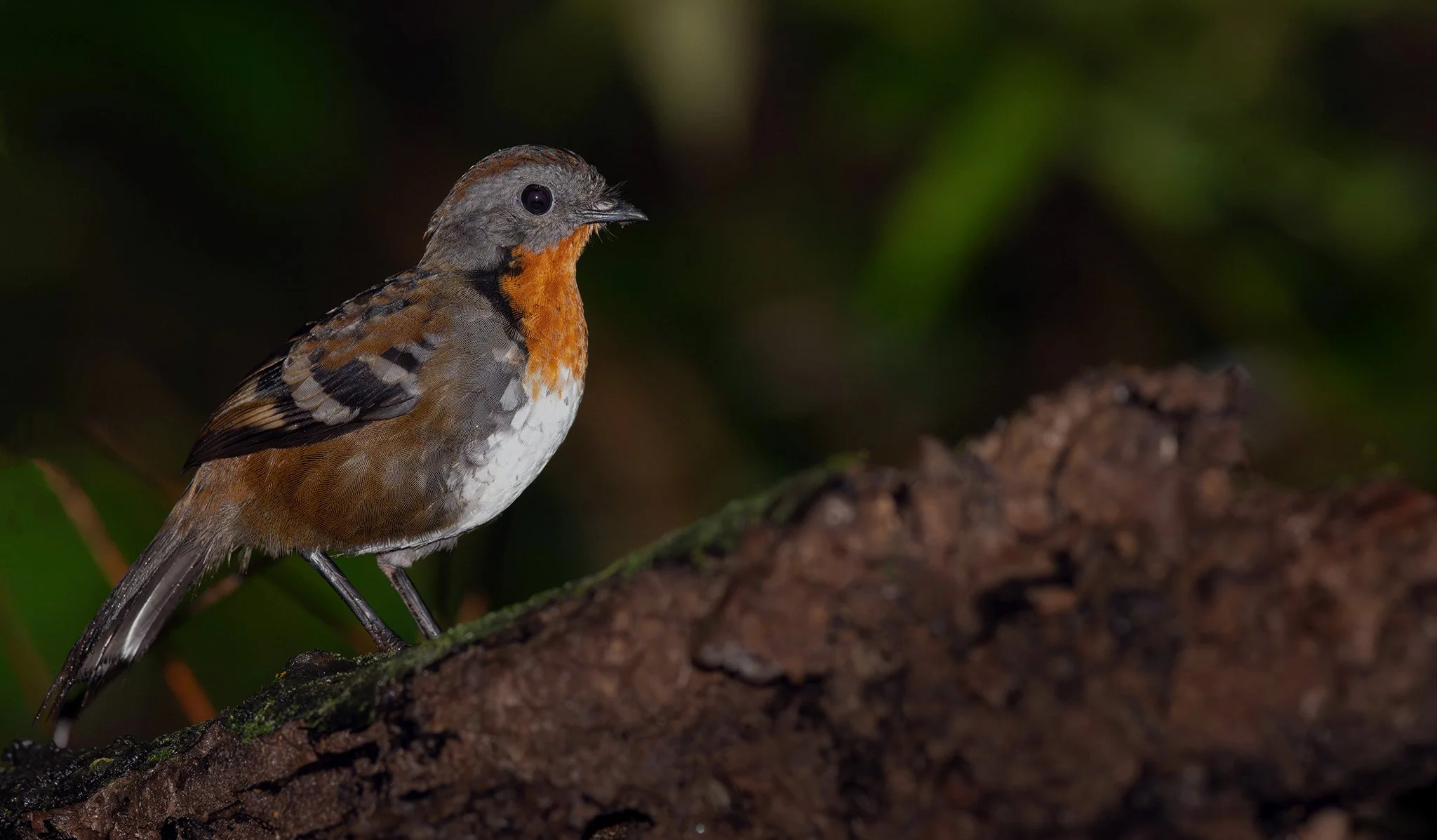 An Australian Logrunner perched nicely, photographed on the North Coast NSW bird photography tour with clickaburra bird photography tours.