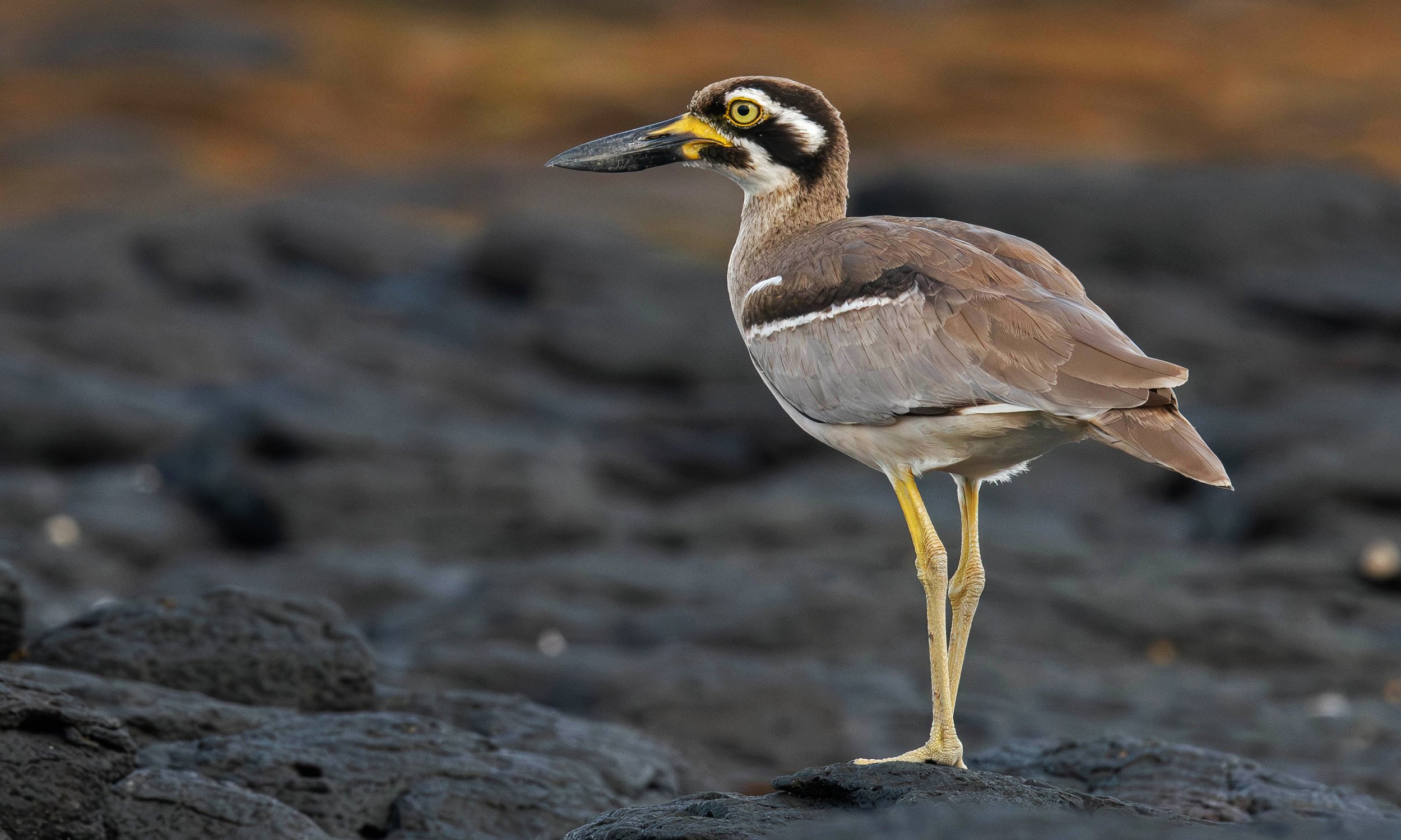 A Beach Stone-curlew, photographed on the North Coast NSW bird photography tour with clickaburra bird photography tours.