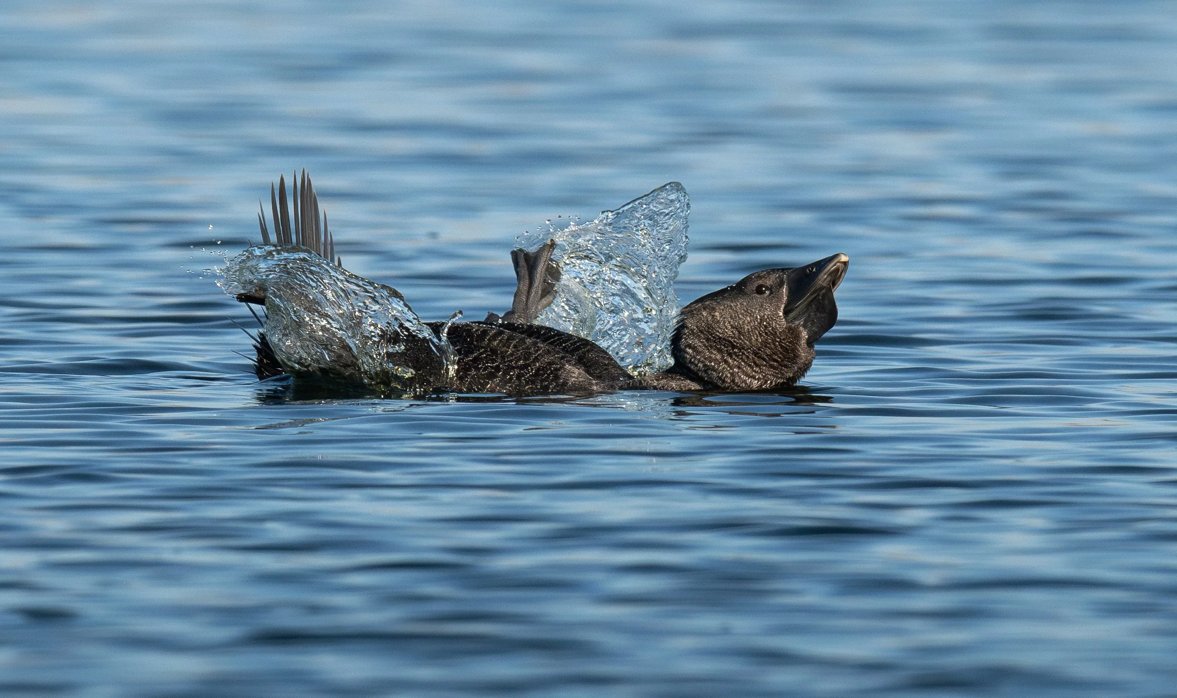 A Musk Duck, photographed on the Victoria bird photography tour with clickaburra bird photography tours.