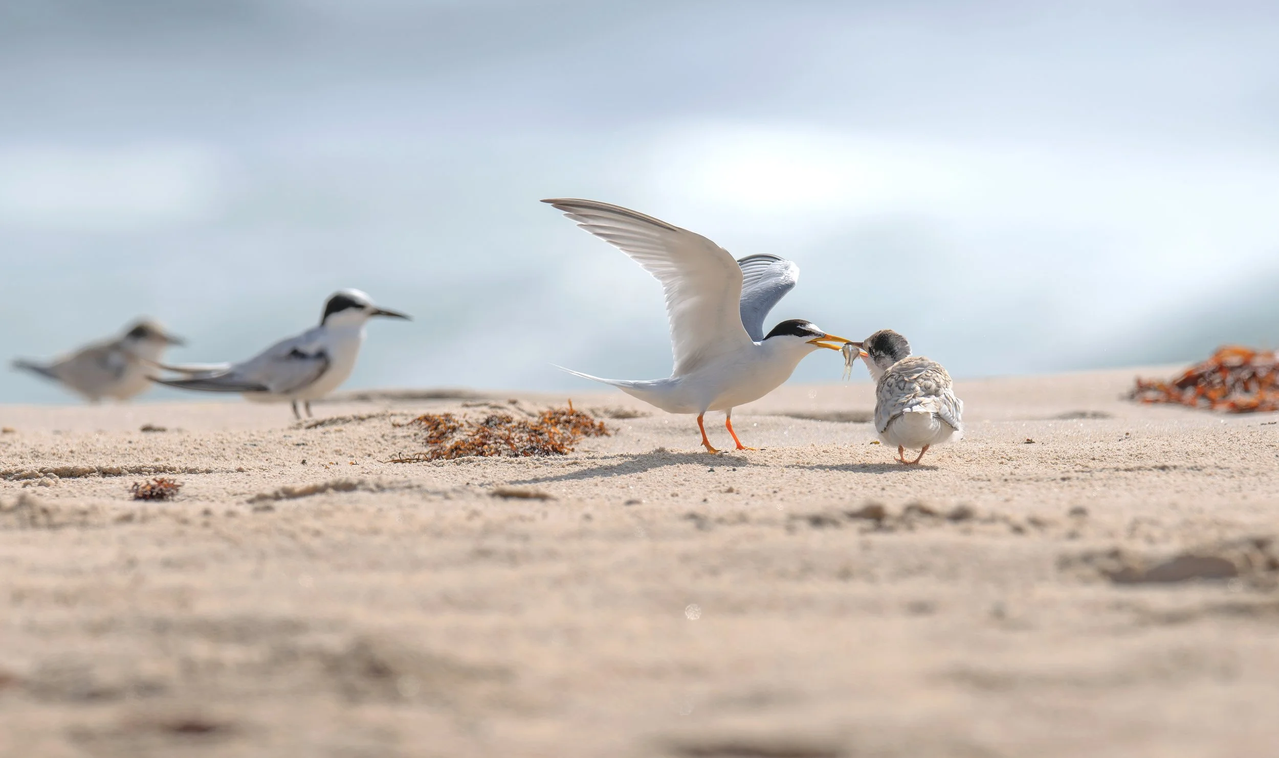 Little Terns photographed while birding on the central coast Sydney on a clickaburra birding tour.
