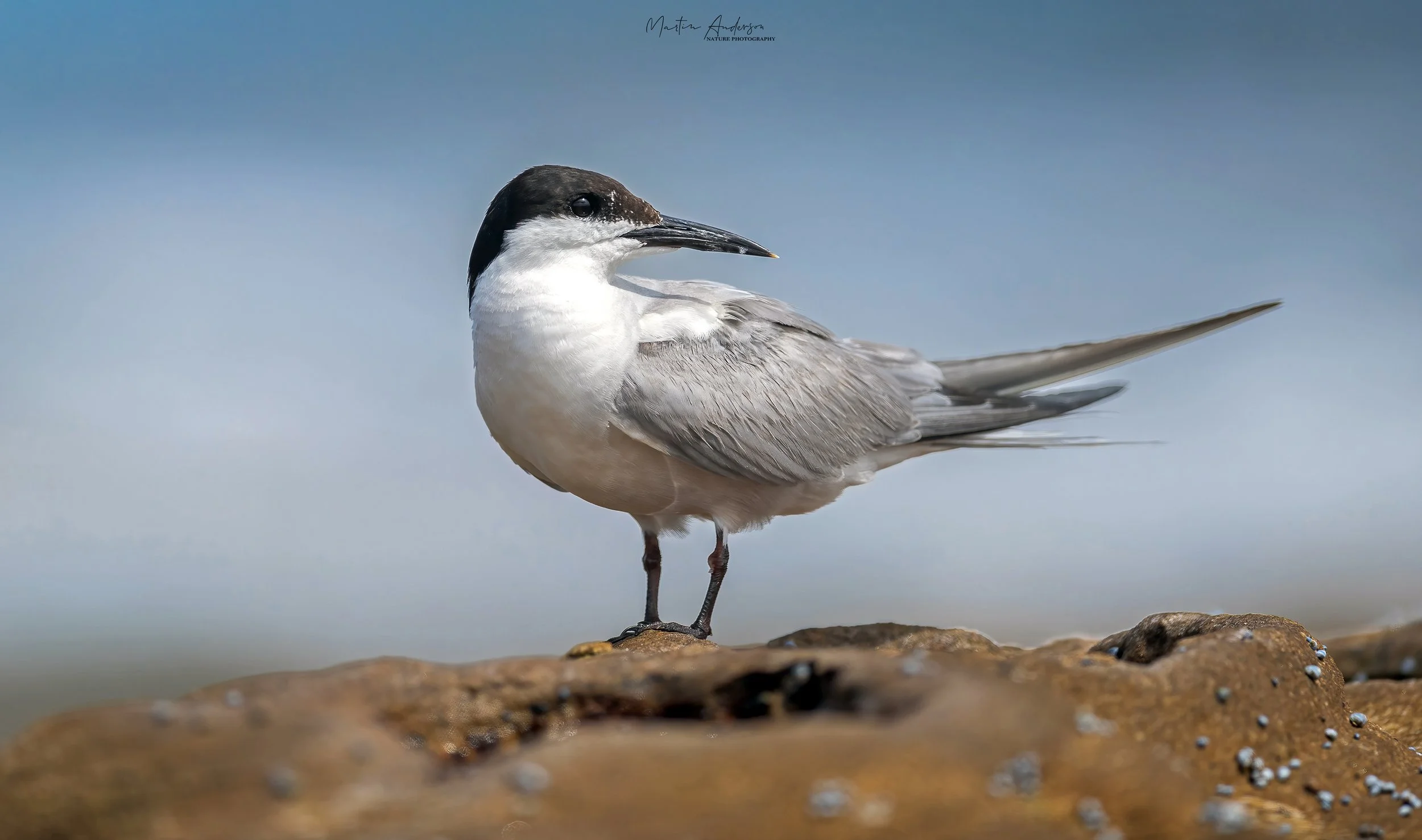 Common Tern while birding at Boat Harbour  Sydney on a clickaburra birding tour.