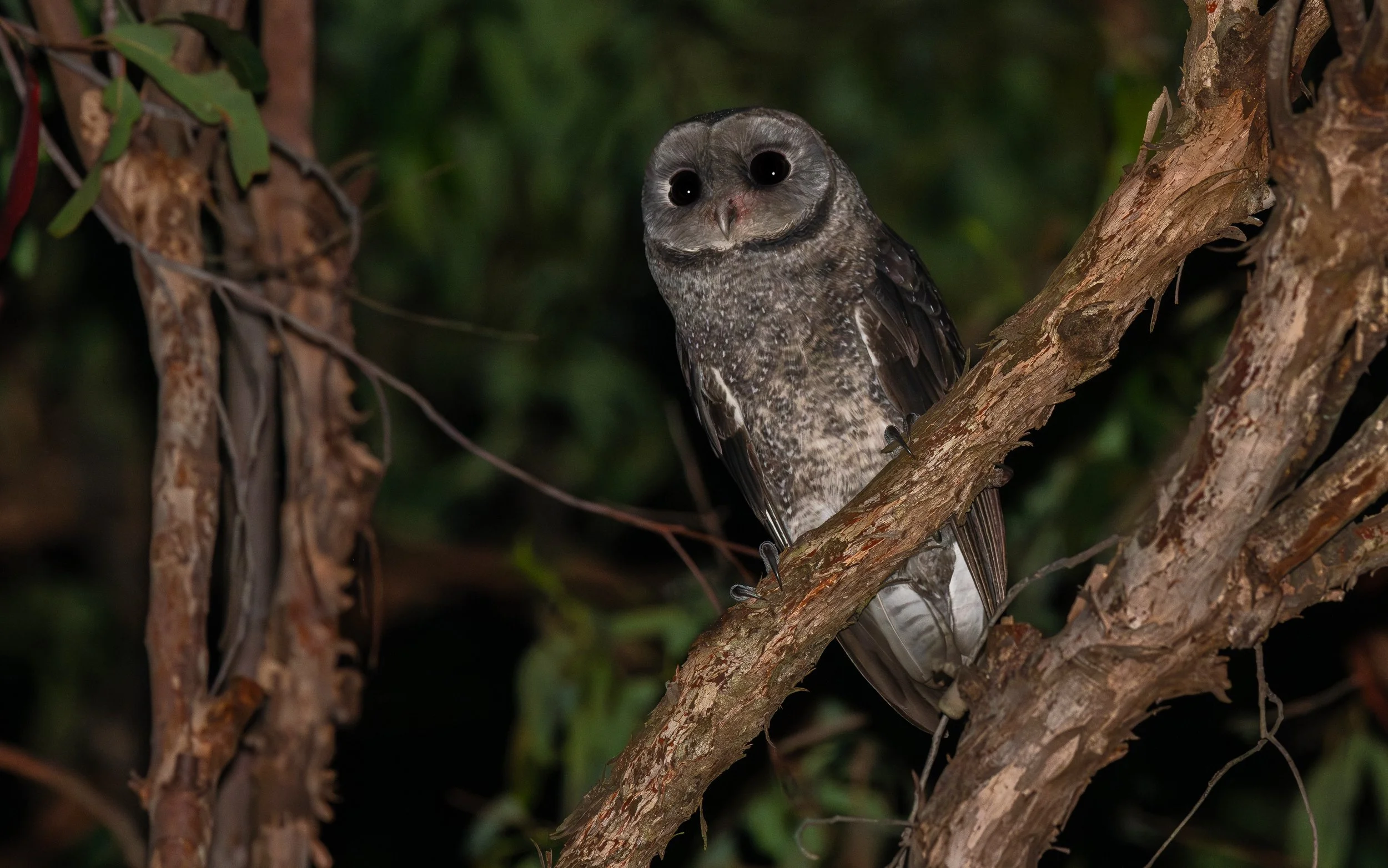 A Sooty Owl in the night, photographed on the North Coast NSW bird photography tour with clickaburra bird photography tours.
