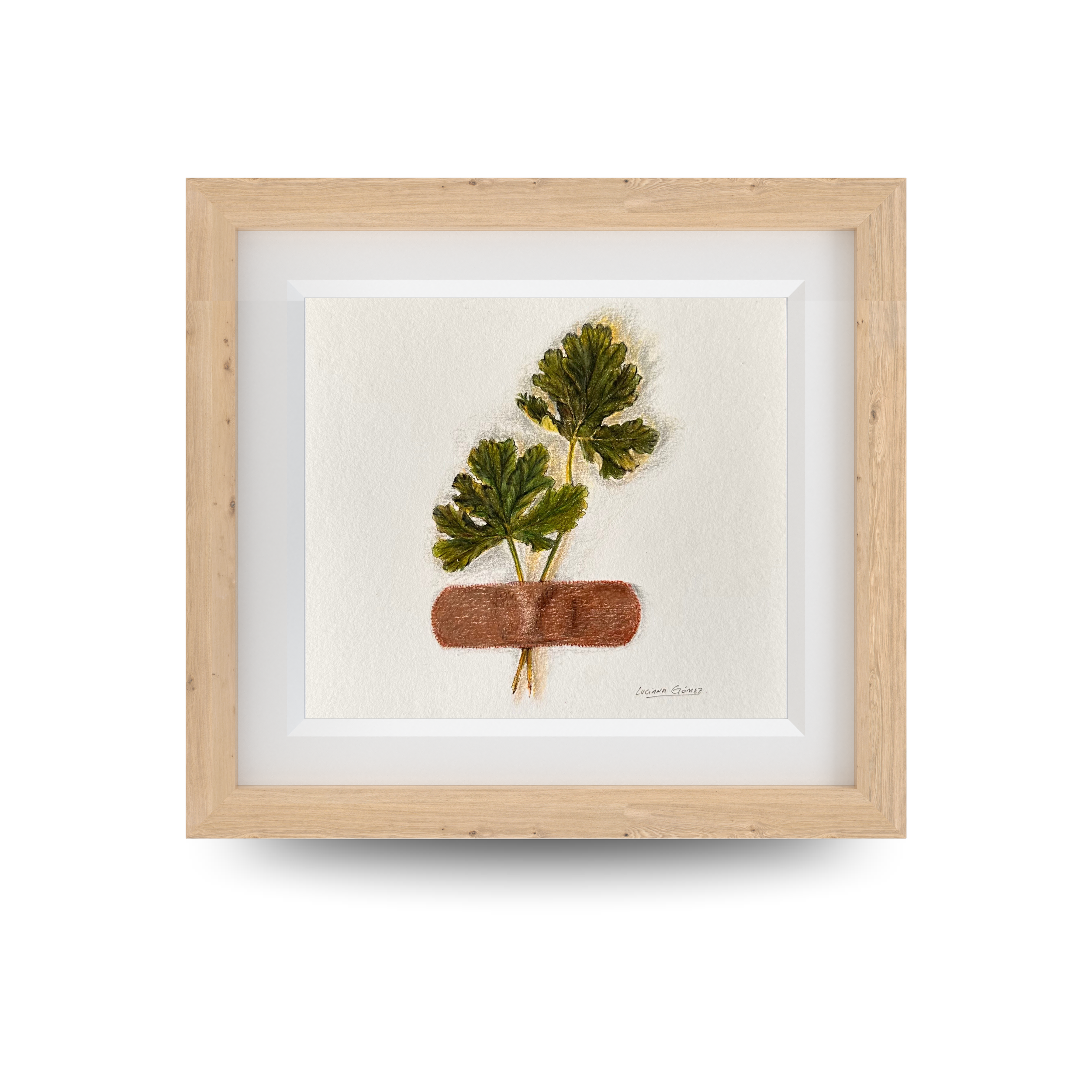 Trébol -  12,5x12,5cm (5" x 5" inch) – Lápiz de color sobre papel - 2023