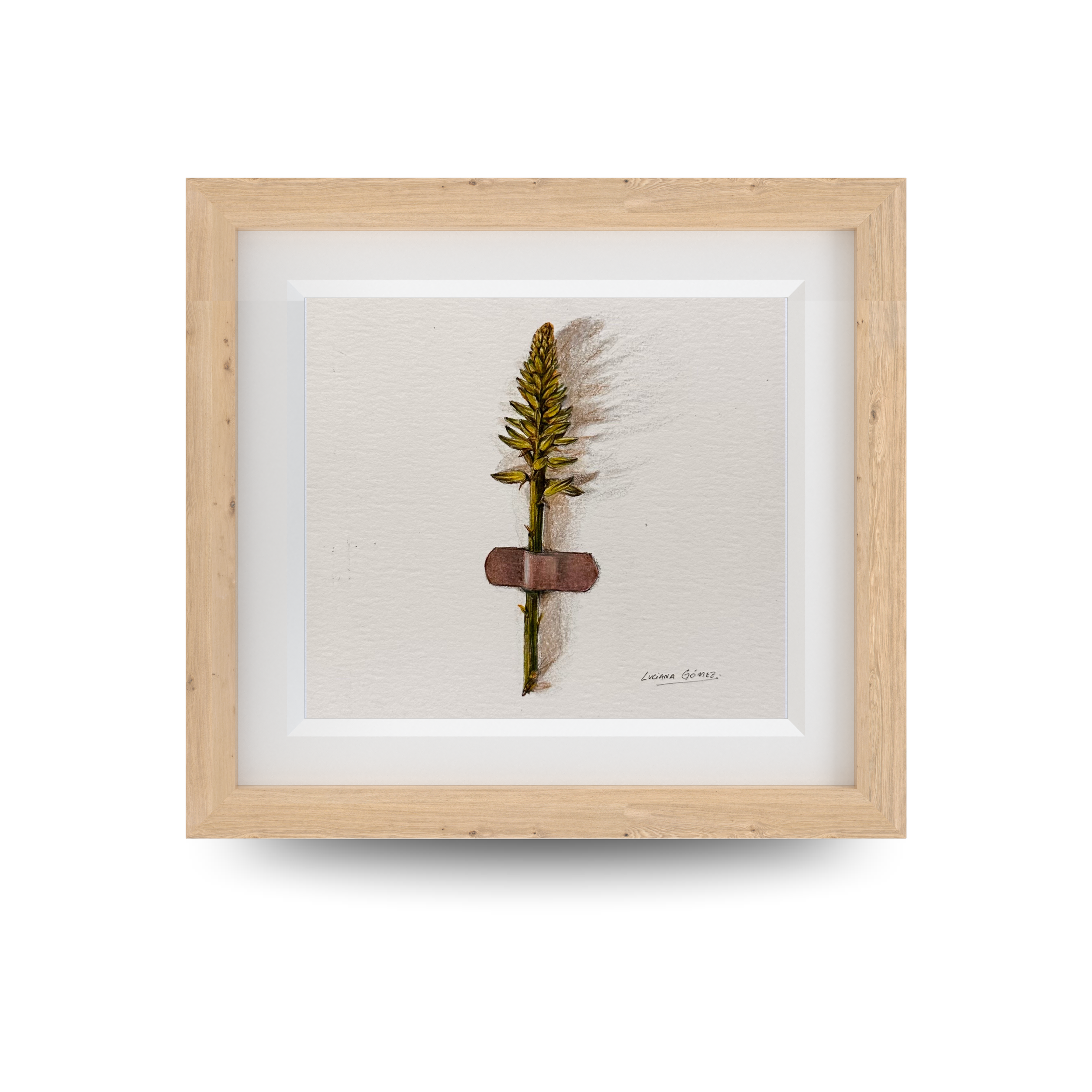 Pino -  12,5x12,5cm (5" x 5" inch) – Lápiz de color sobre papel - 2023