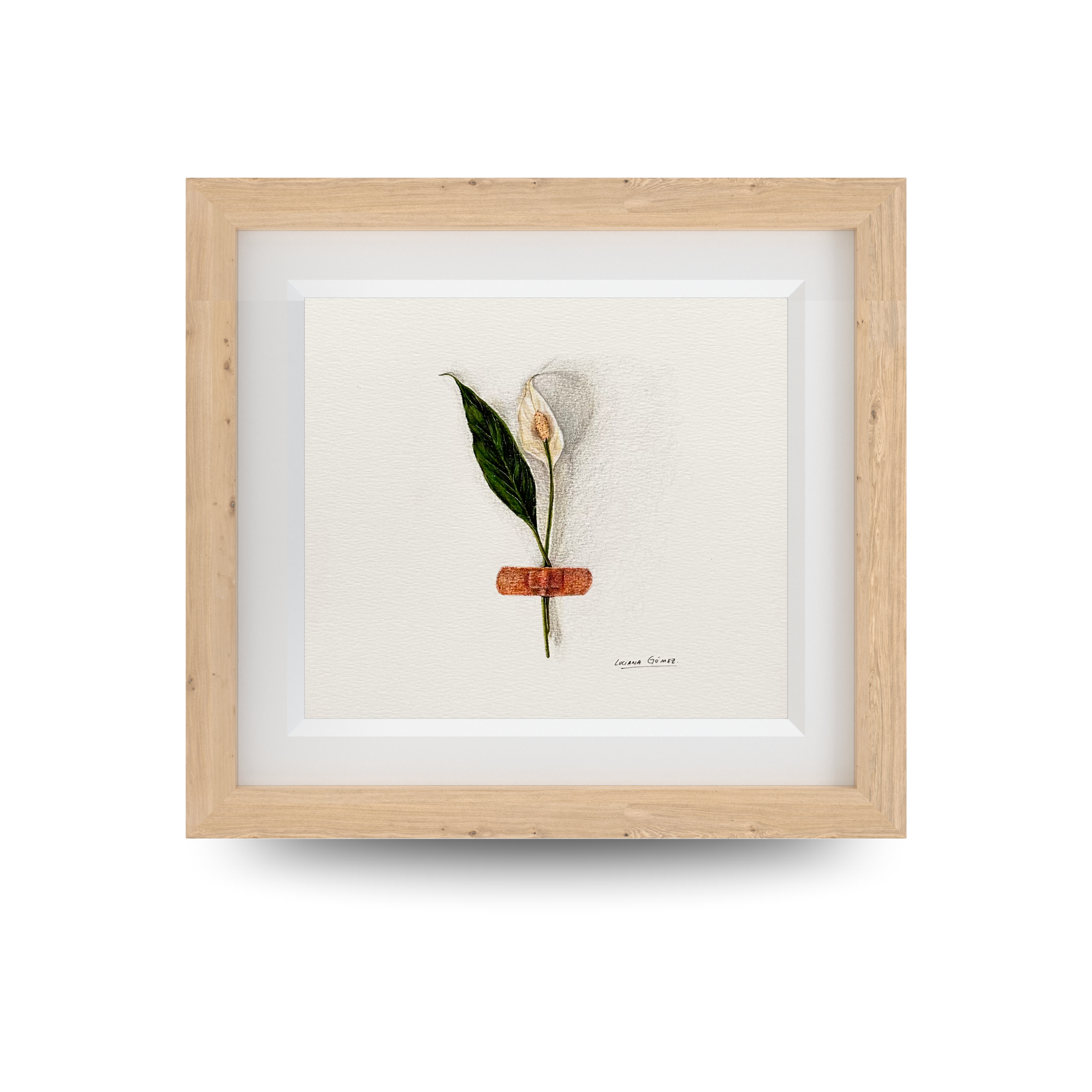 Flor cala -  12,5x12,5cm (5" x 5" inch)  – Lápiz de color sobre papel - 2023