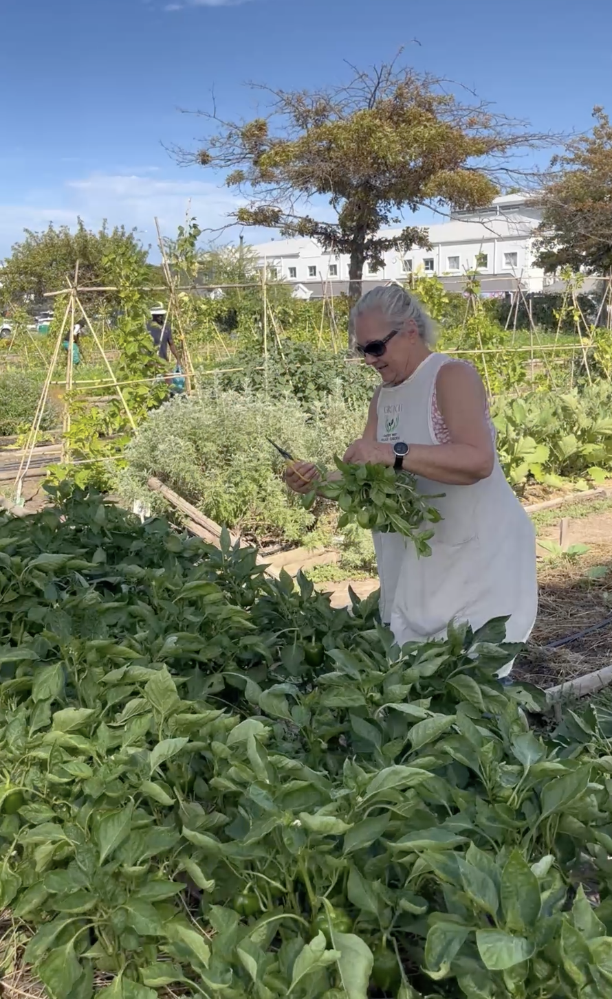 Somerset West Village Garden 1.png