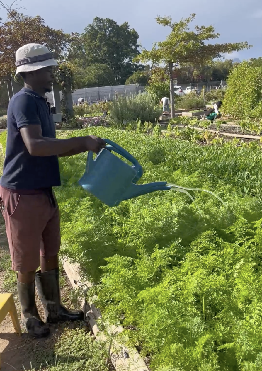 Somerset West Village Garden 2.png