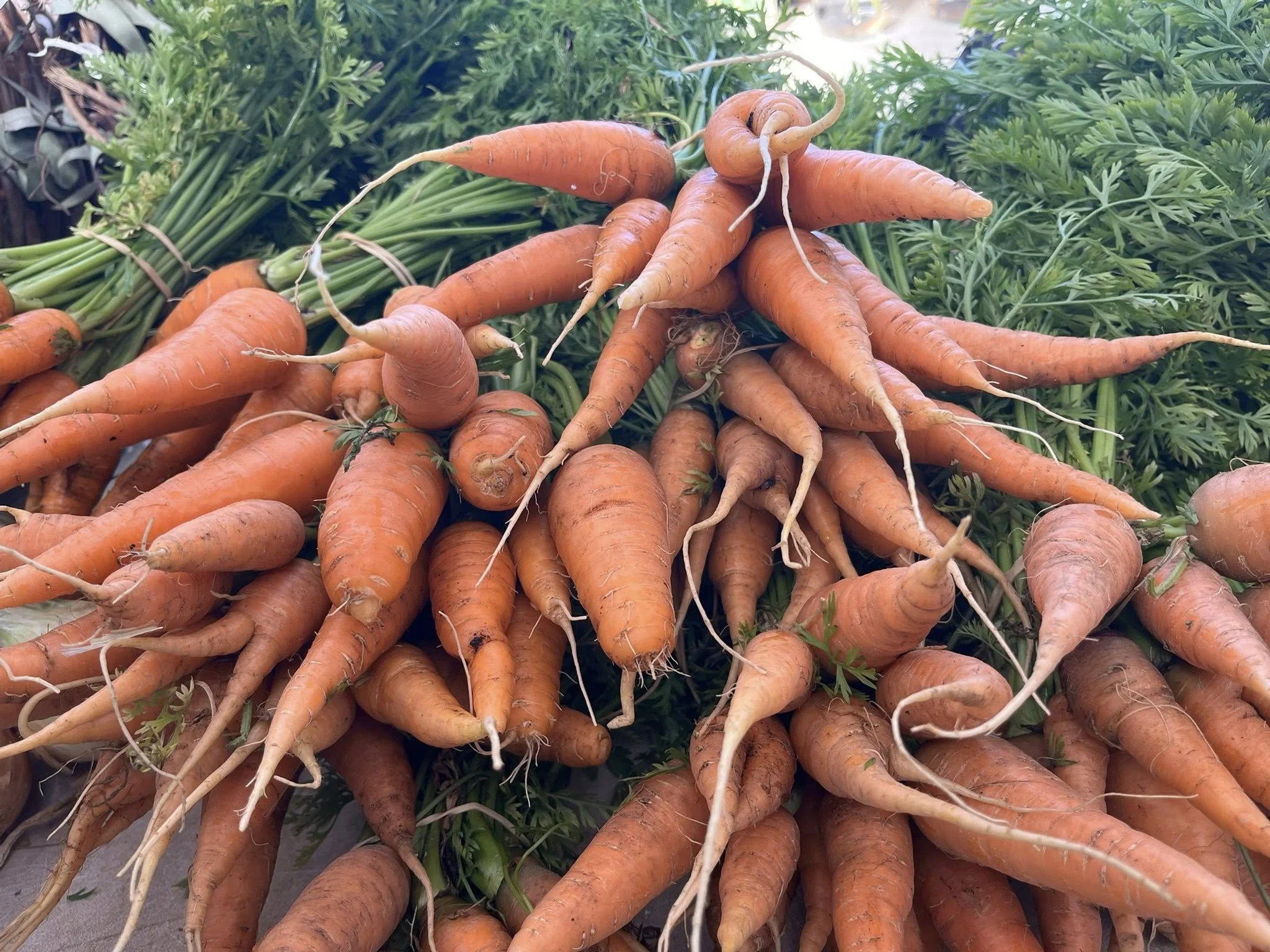 Somerset West Village Garden 5.jpg