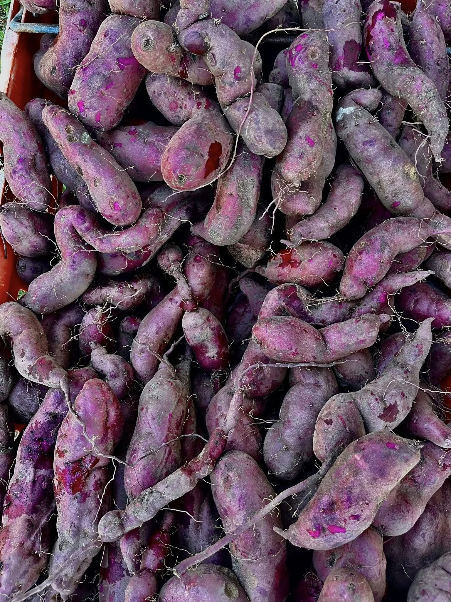 Somerset West Village Garden 4.jpg